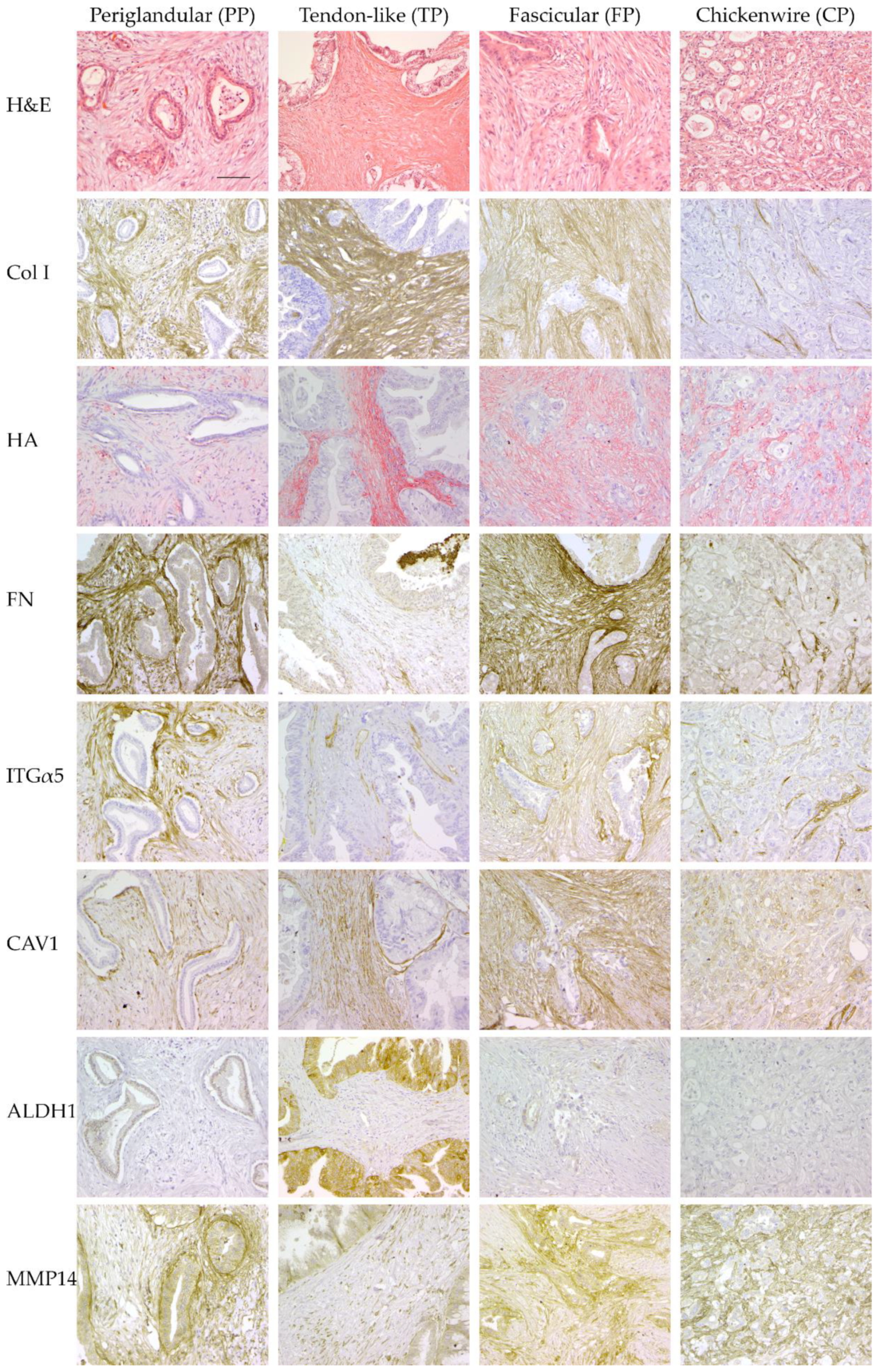 Cancers 13 00895 g003