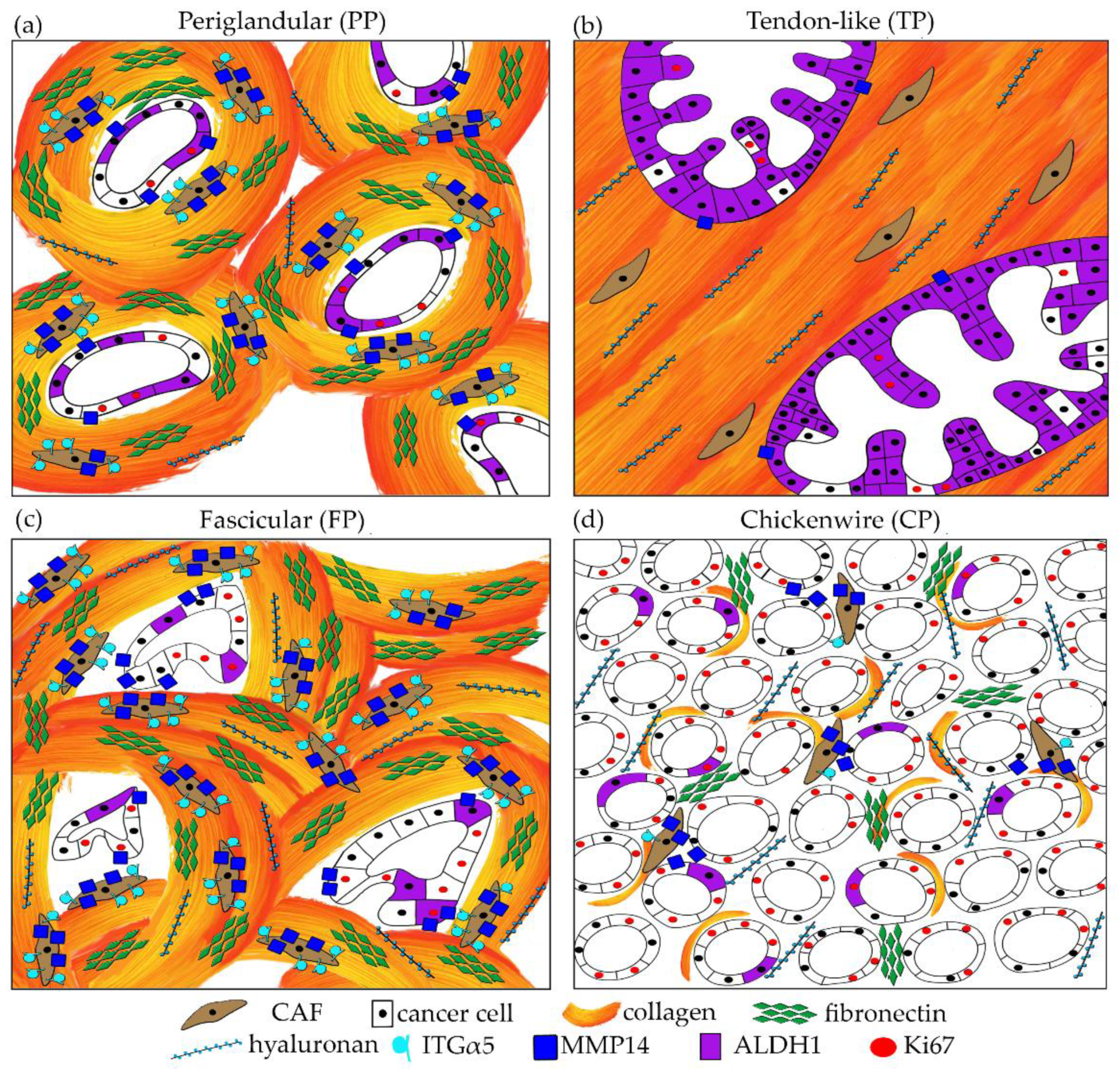 Cancers 13 00895 g005