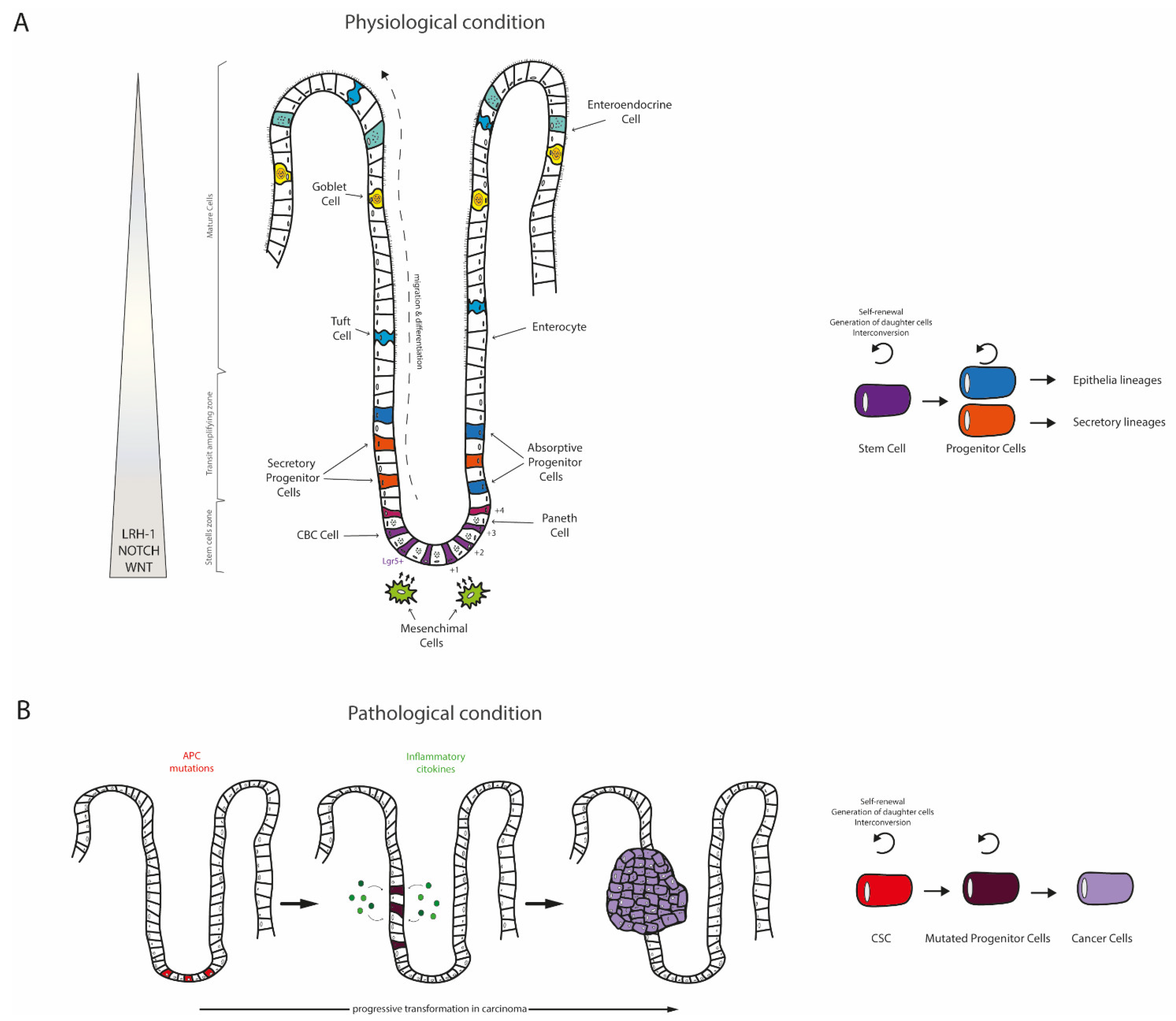Cancers 13 00896 g001 Cancers 13 00896 g001
