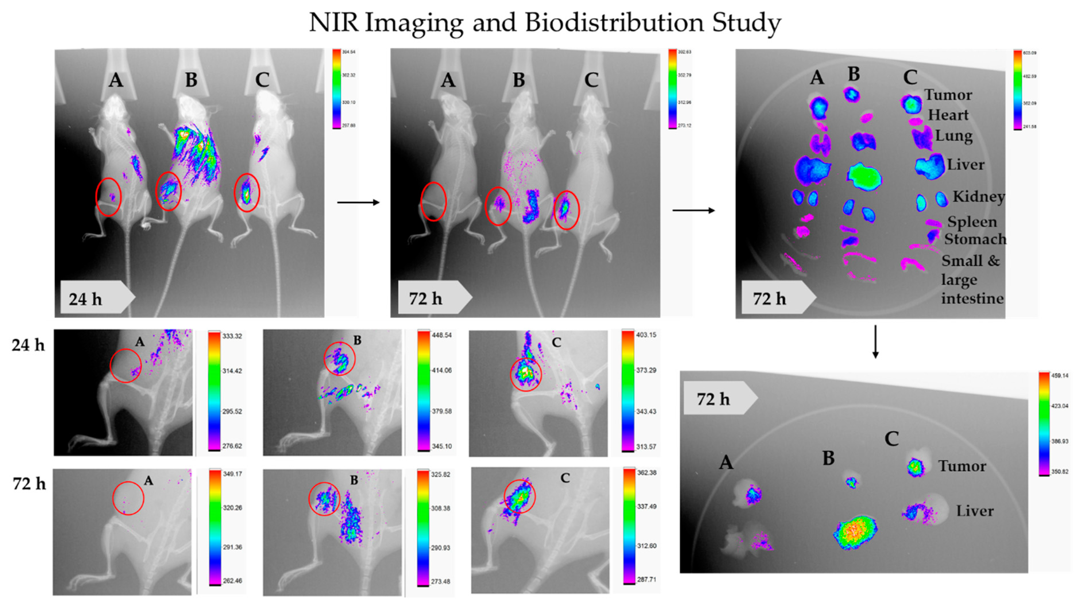 Cancers 13 00898 g012