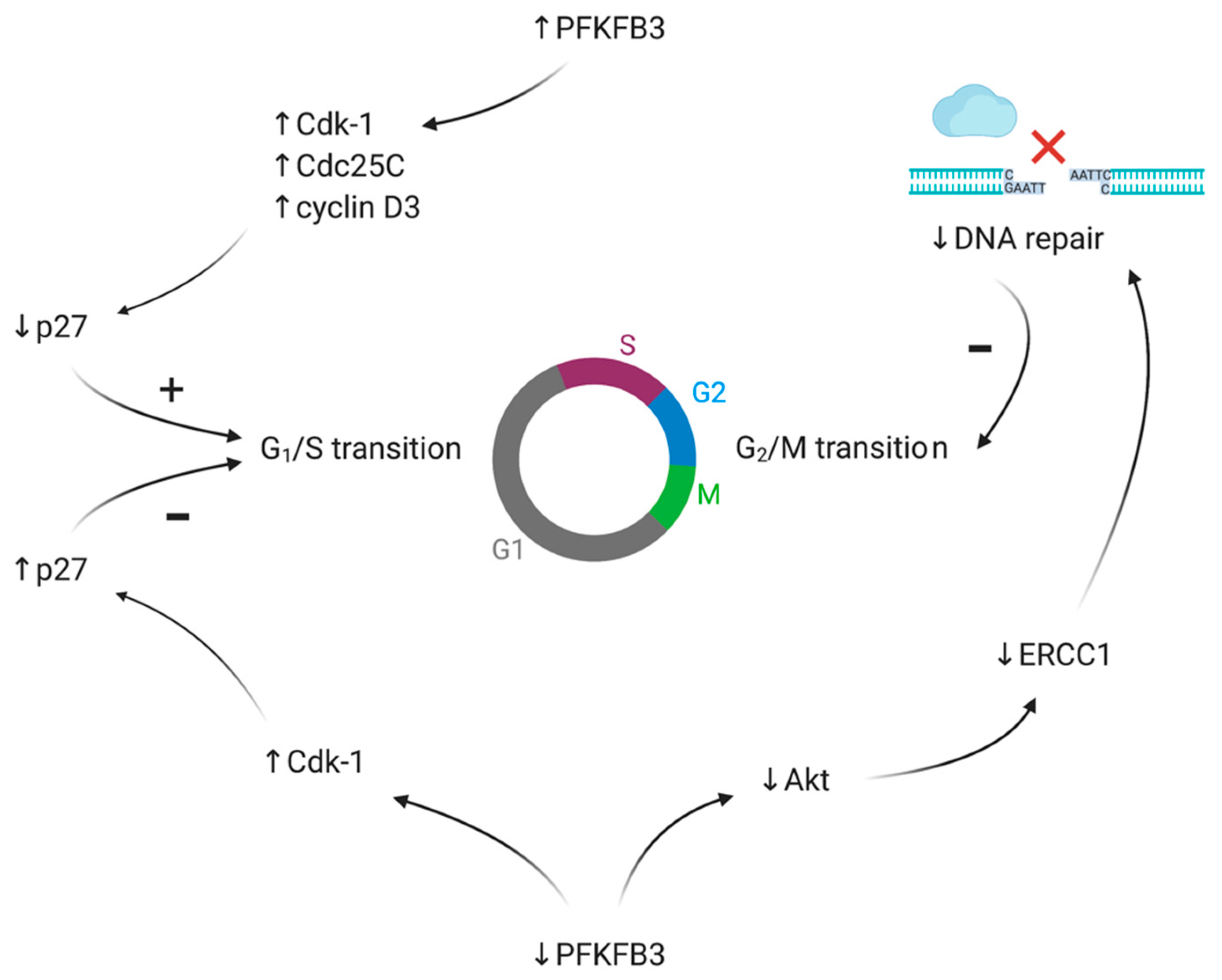 Cancers 13 00909 g007