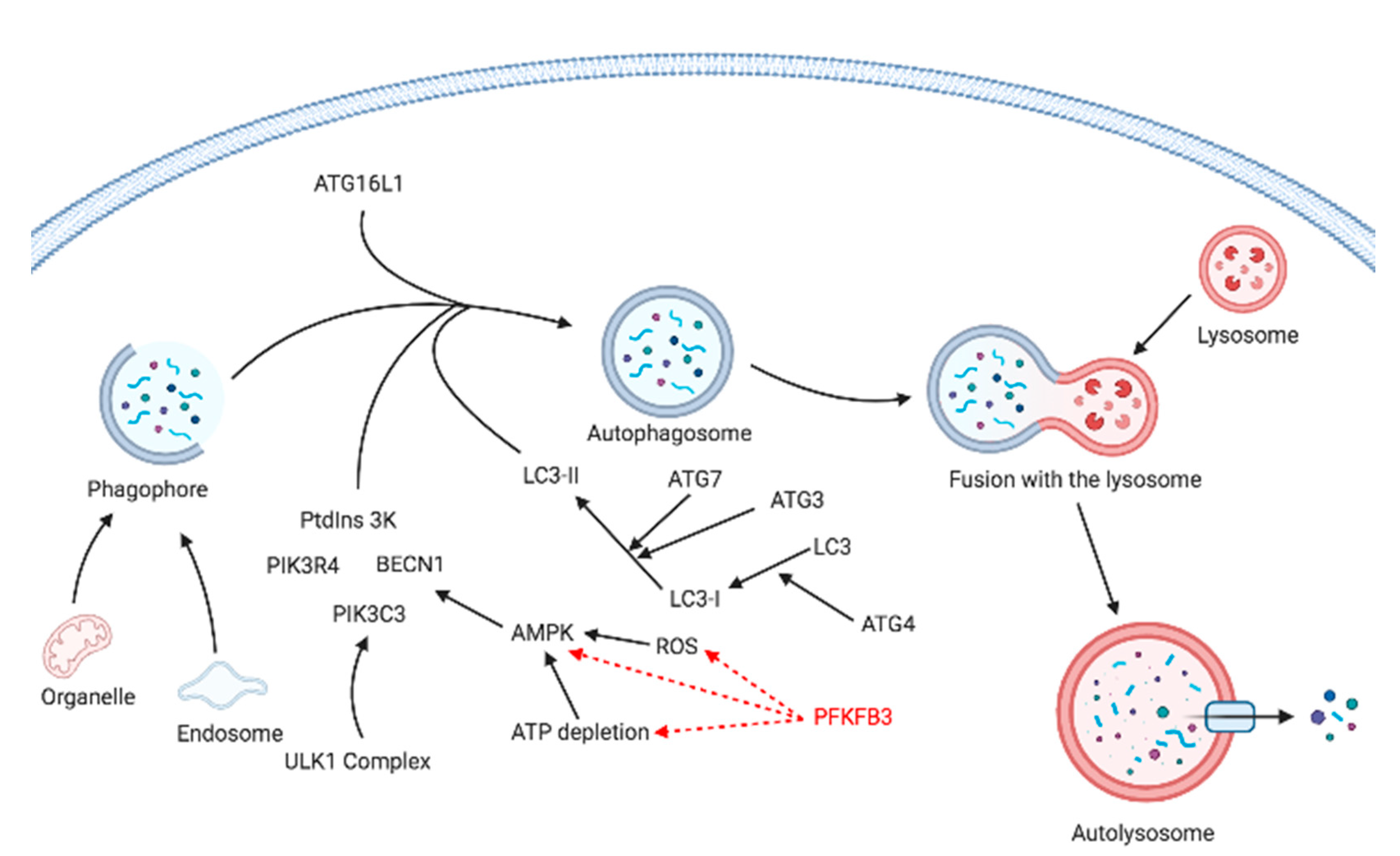 Cancers 13 00909 g008