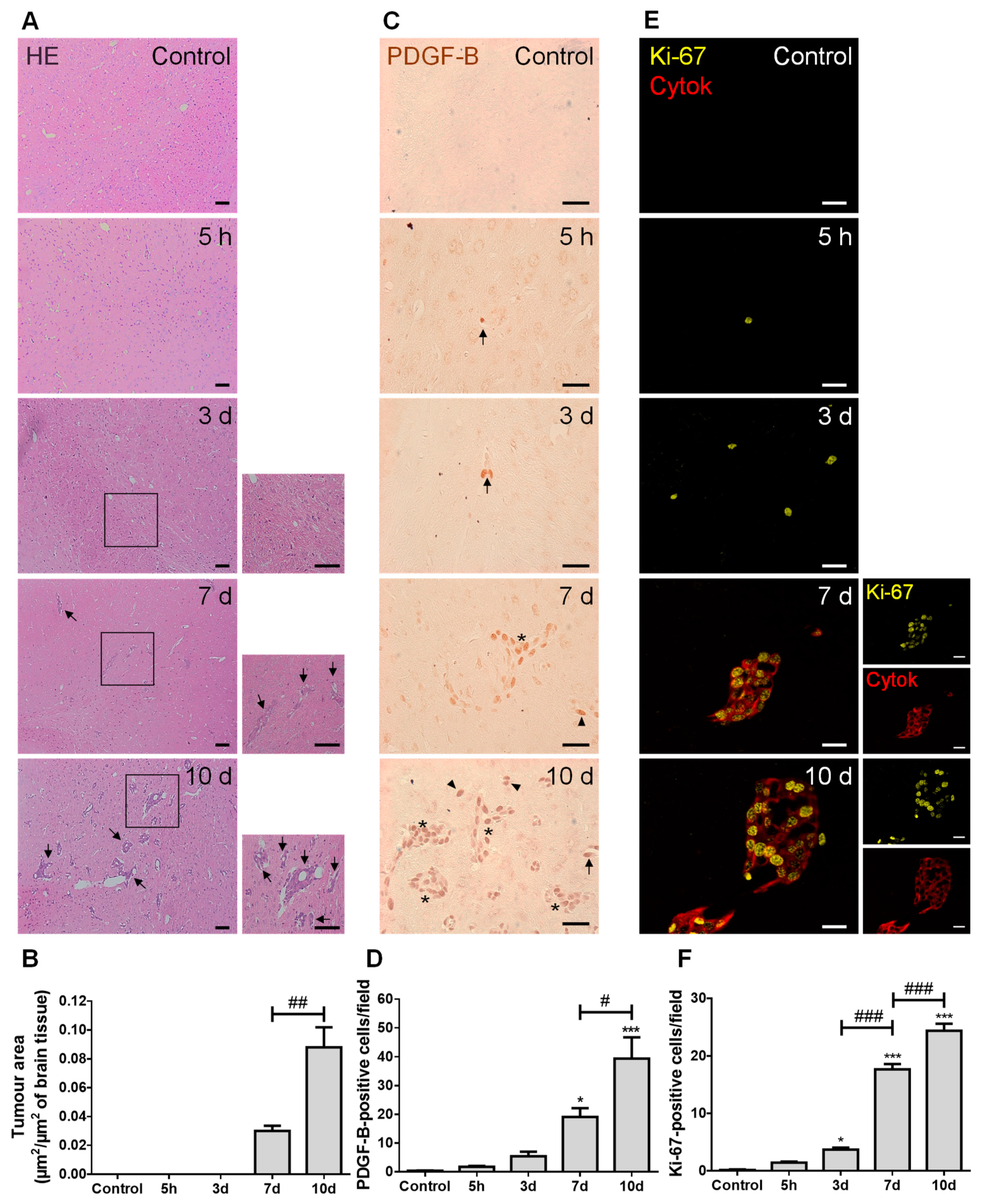 Cancers 13 00910 g001