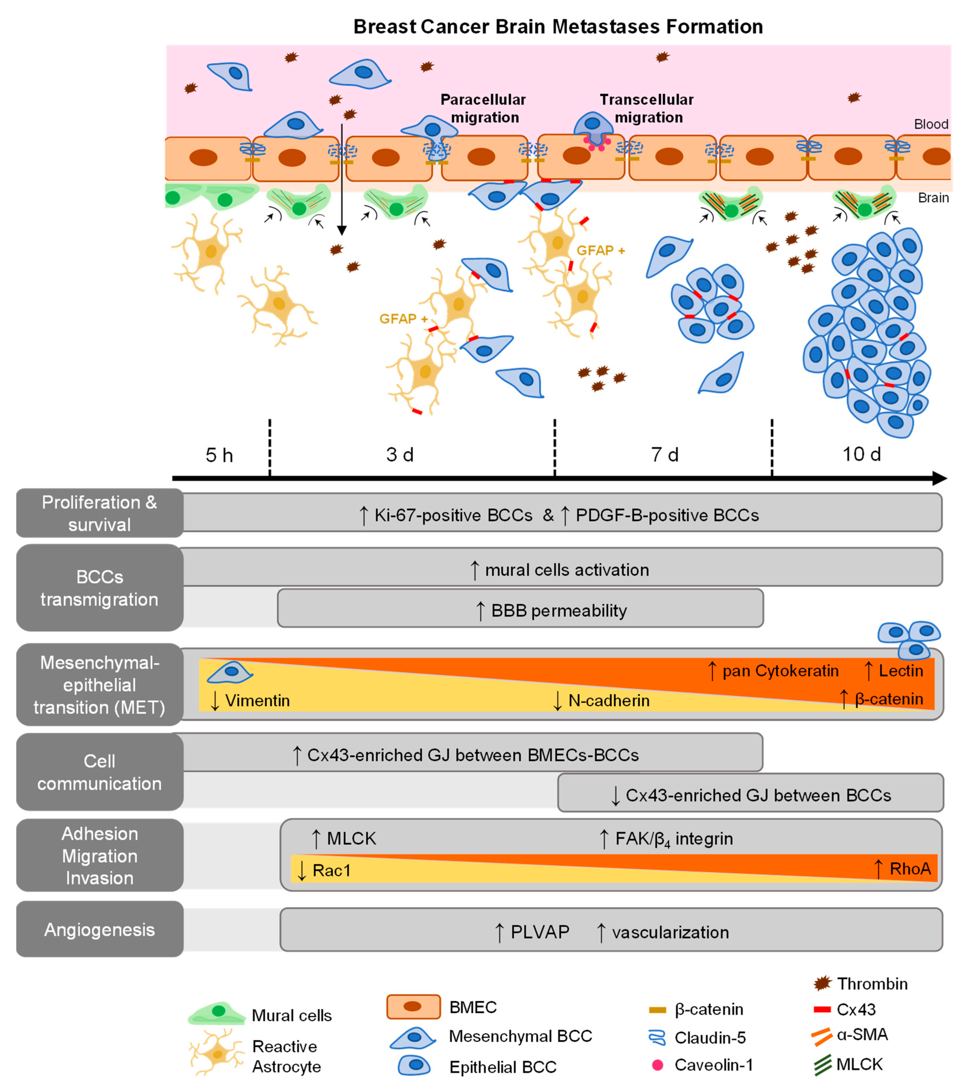 Cancers 13 00910 g008
