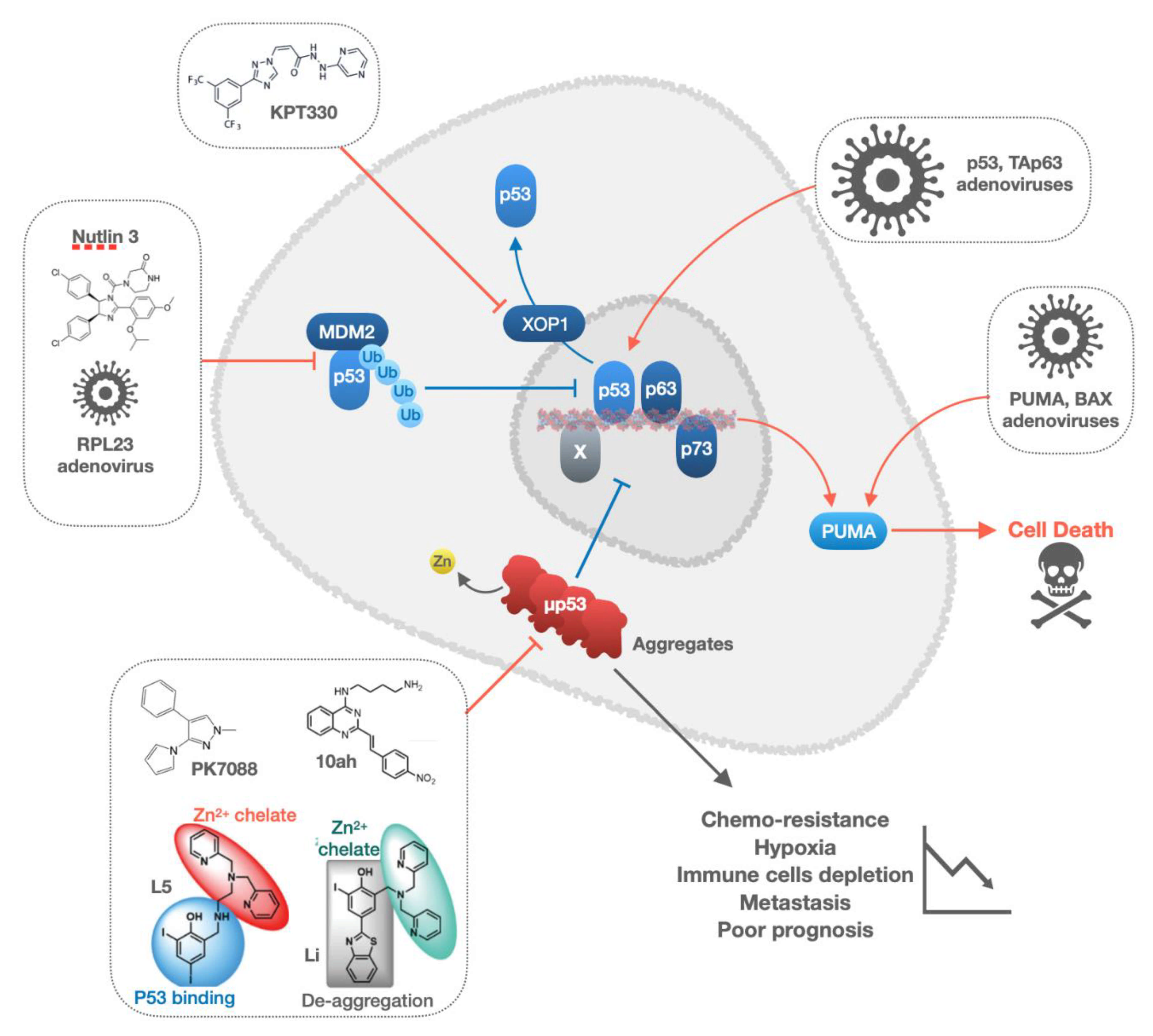 Cancers 13 00916 g005
