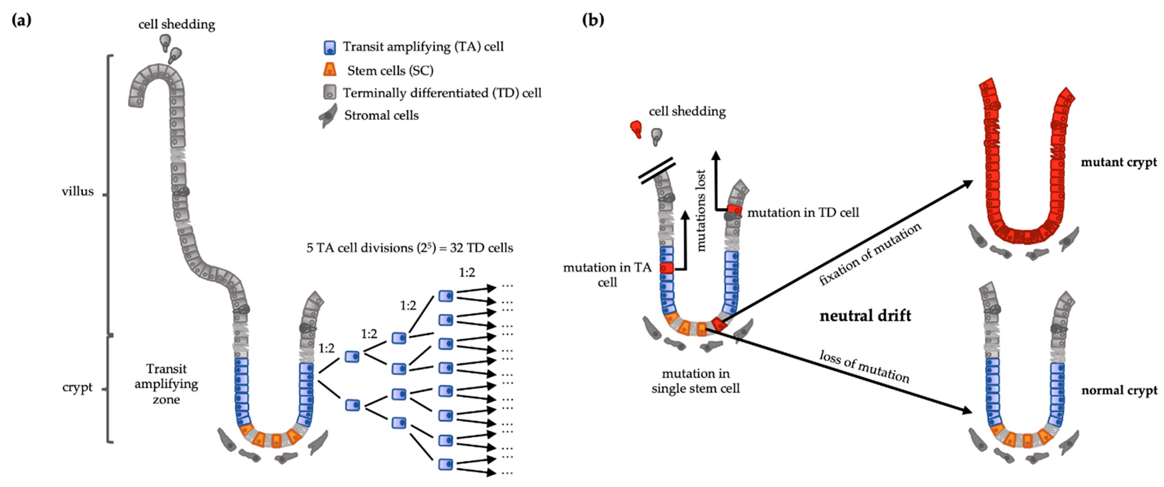 Cancers 13 00918 g001