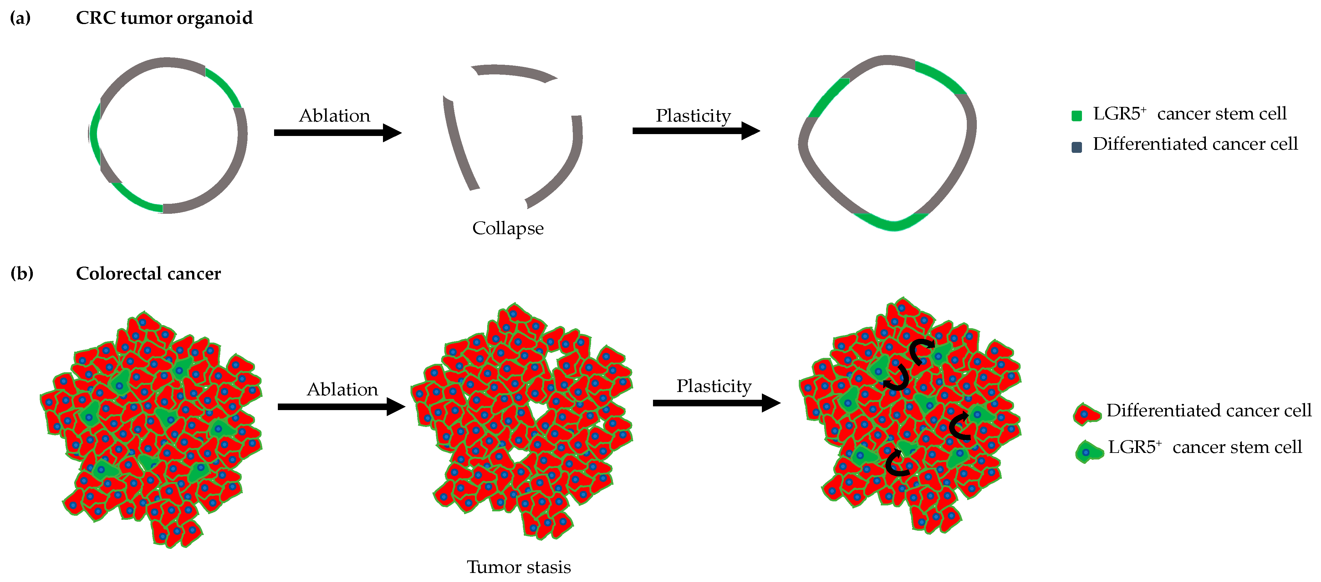Cancers 13 00918 g003