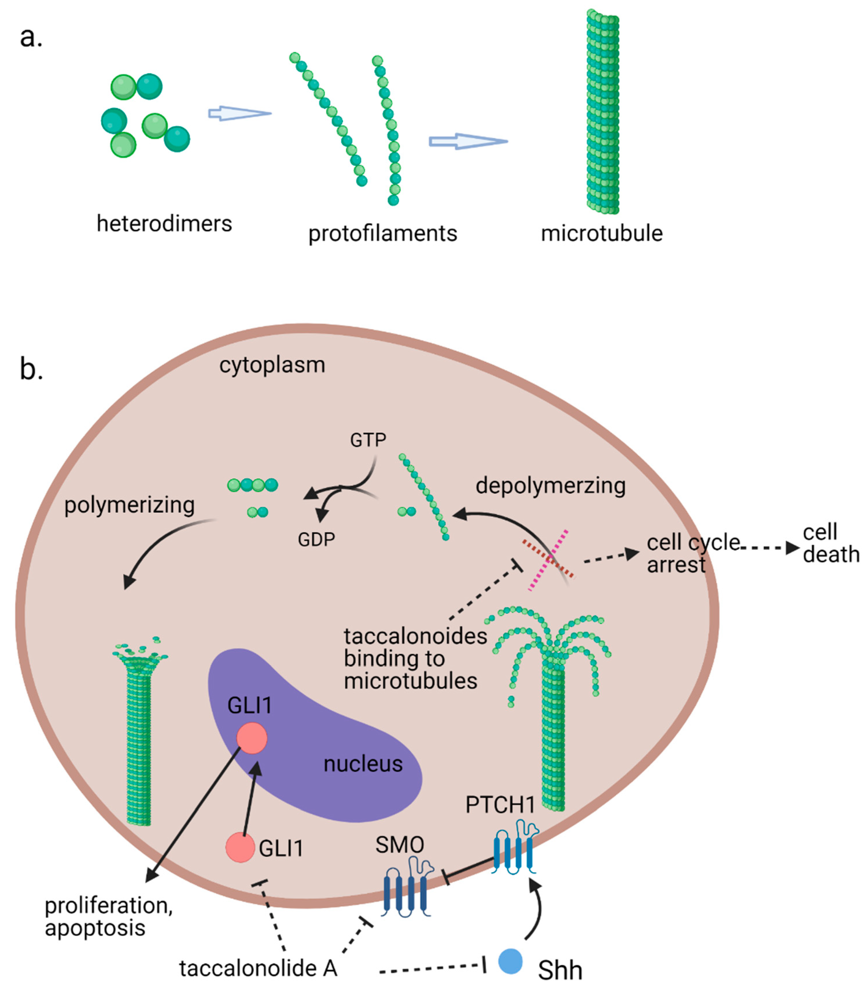 Cancers 13 00920 g001