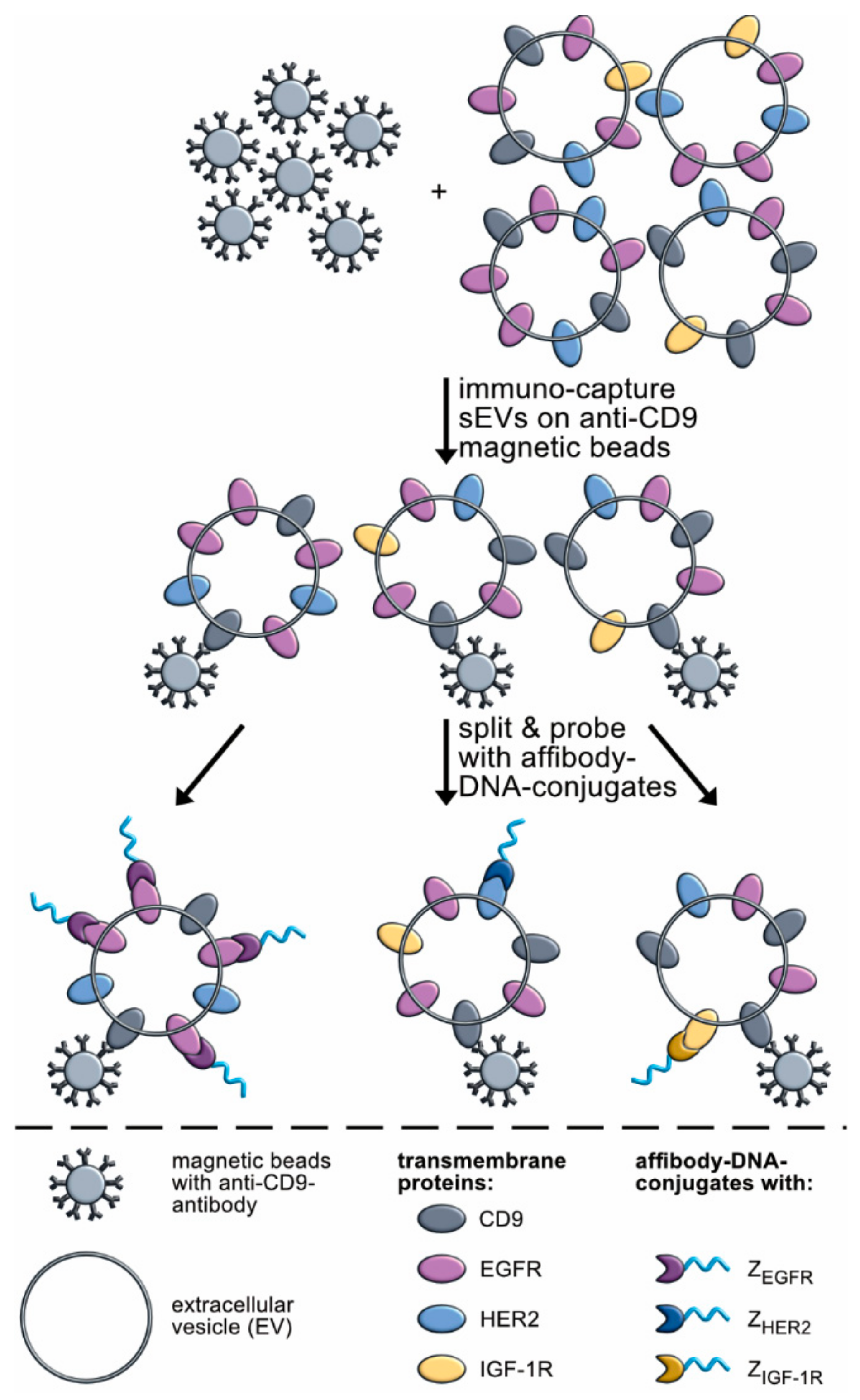 Cancers 13 00922 g001