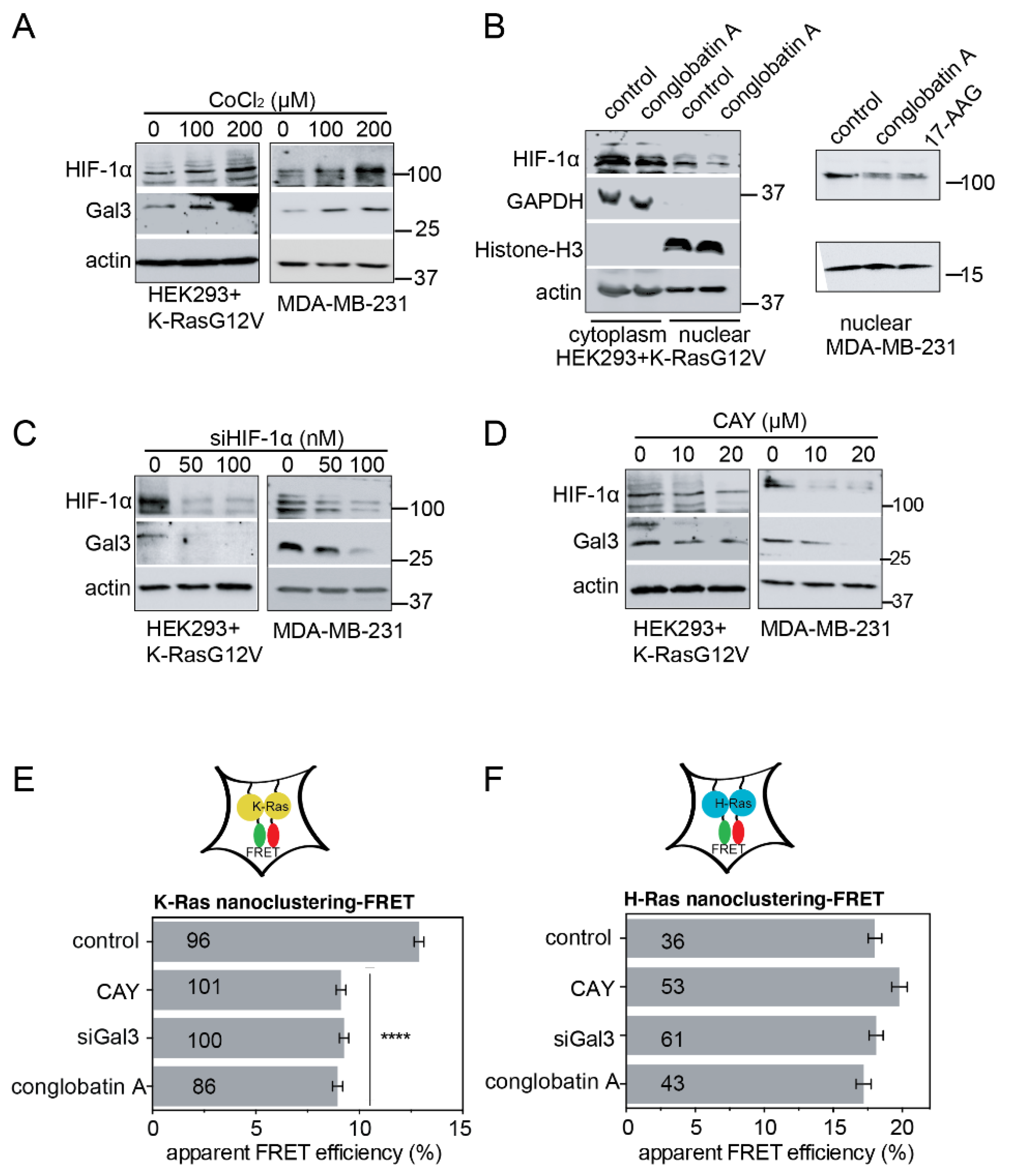 Cancers 13 00927 g004 Cancers 13 00927 g004
