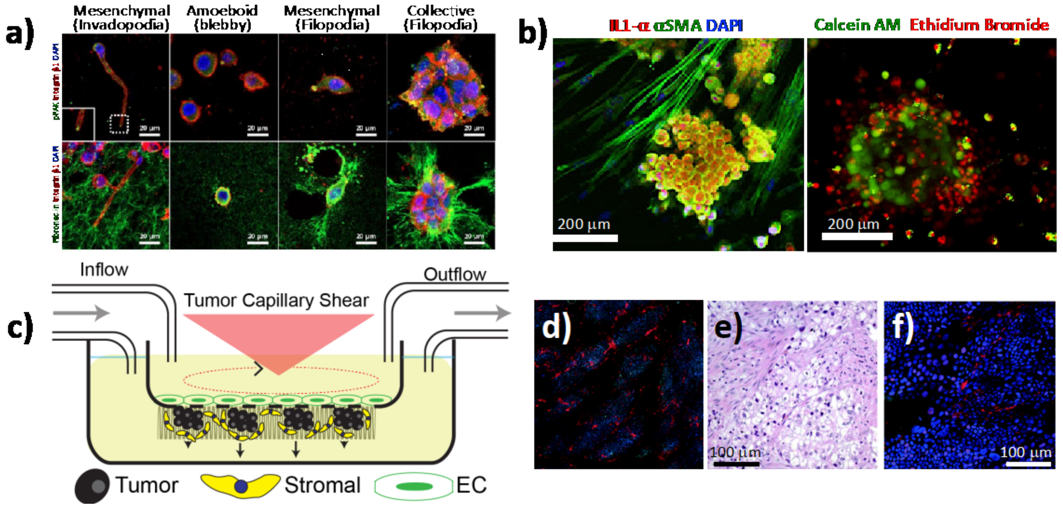 Cancers 13 00930 g002
