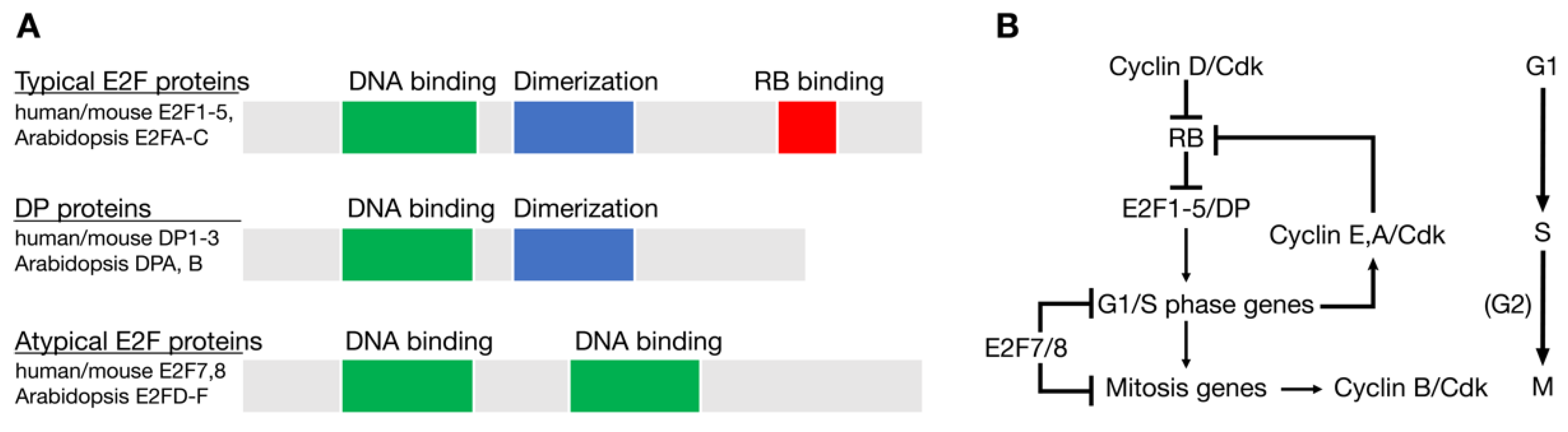 Cancers 13 00934 g001