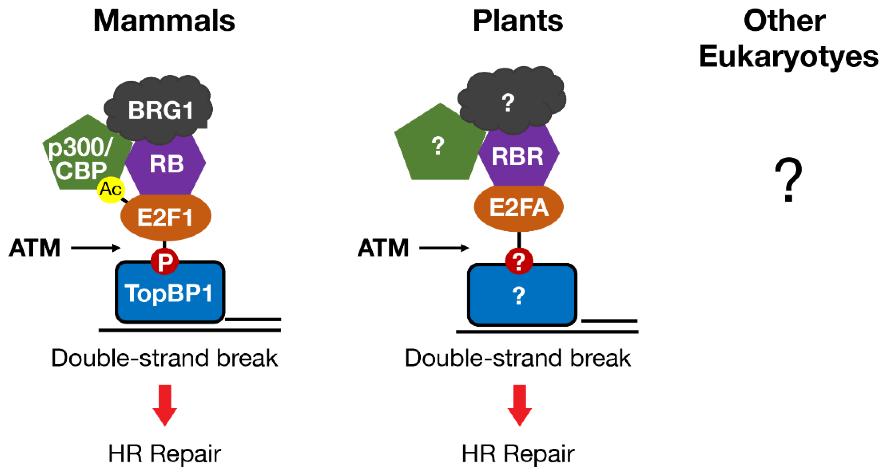 Cancers 13 00934 g003