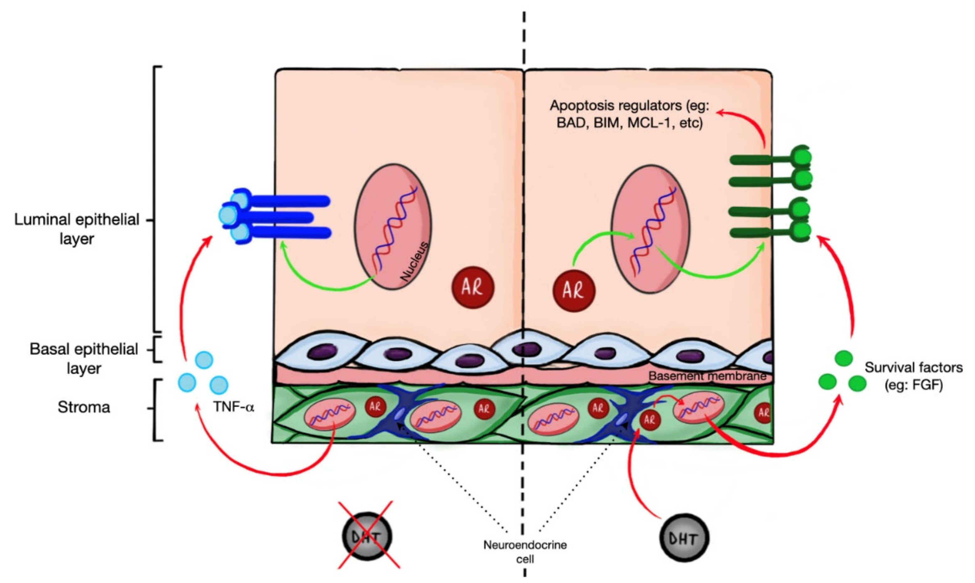 Cancers 13 00937 g001