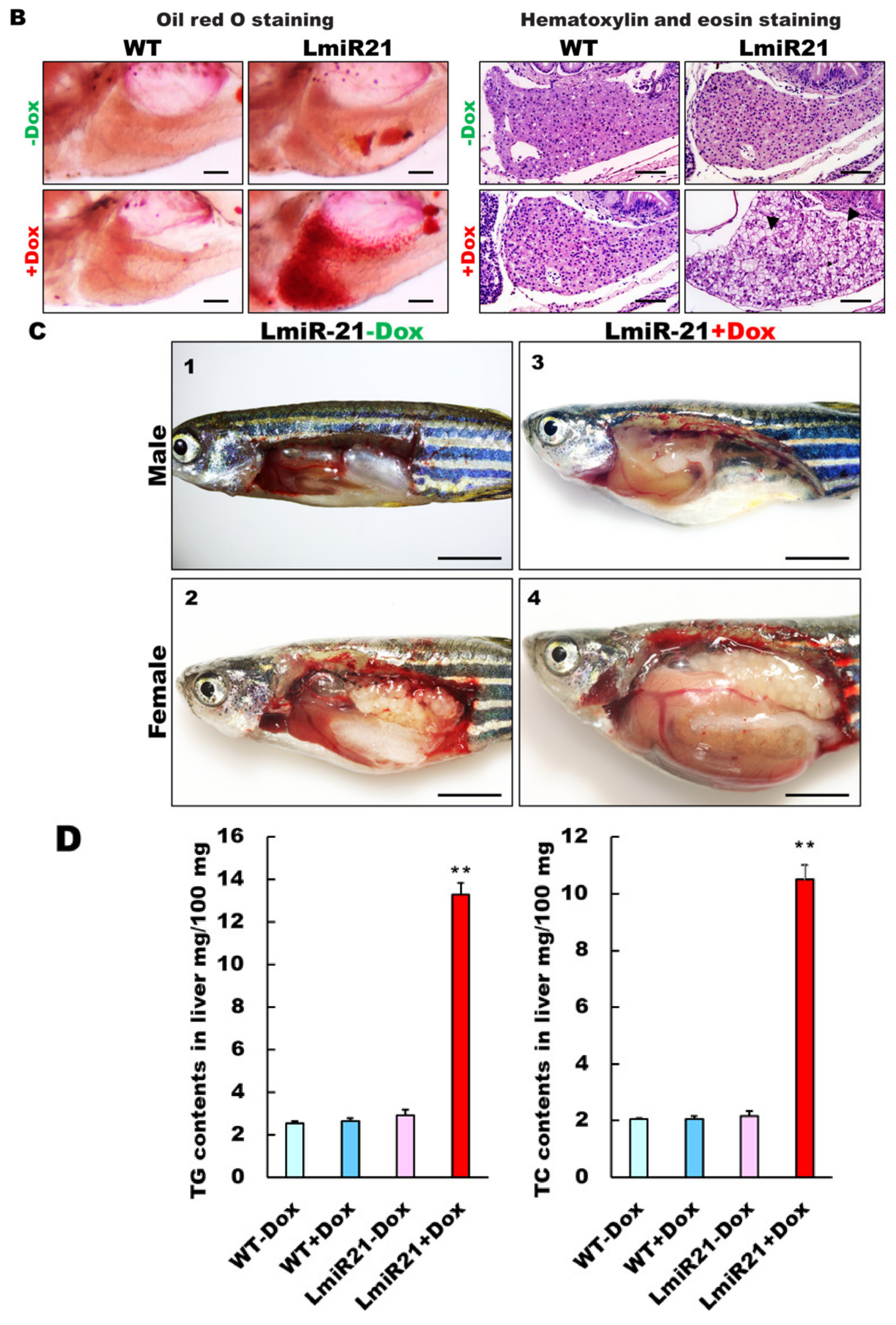Cancers 13 00940 g002b