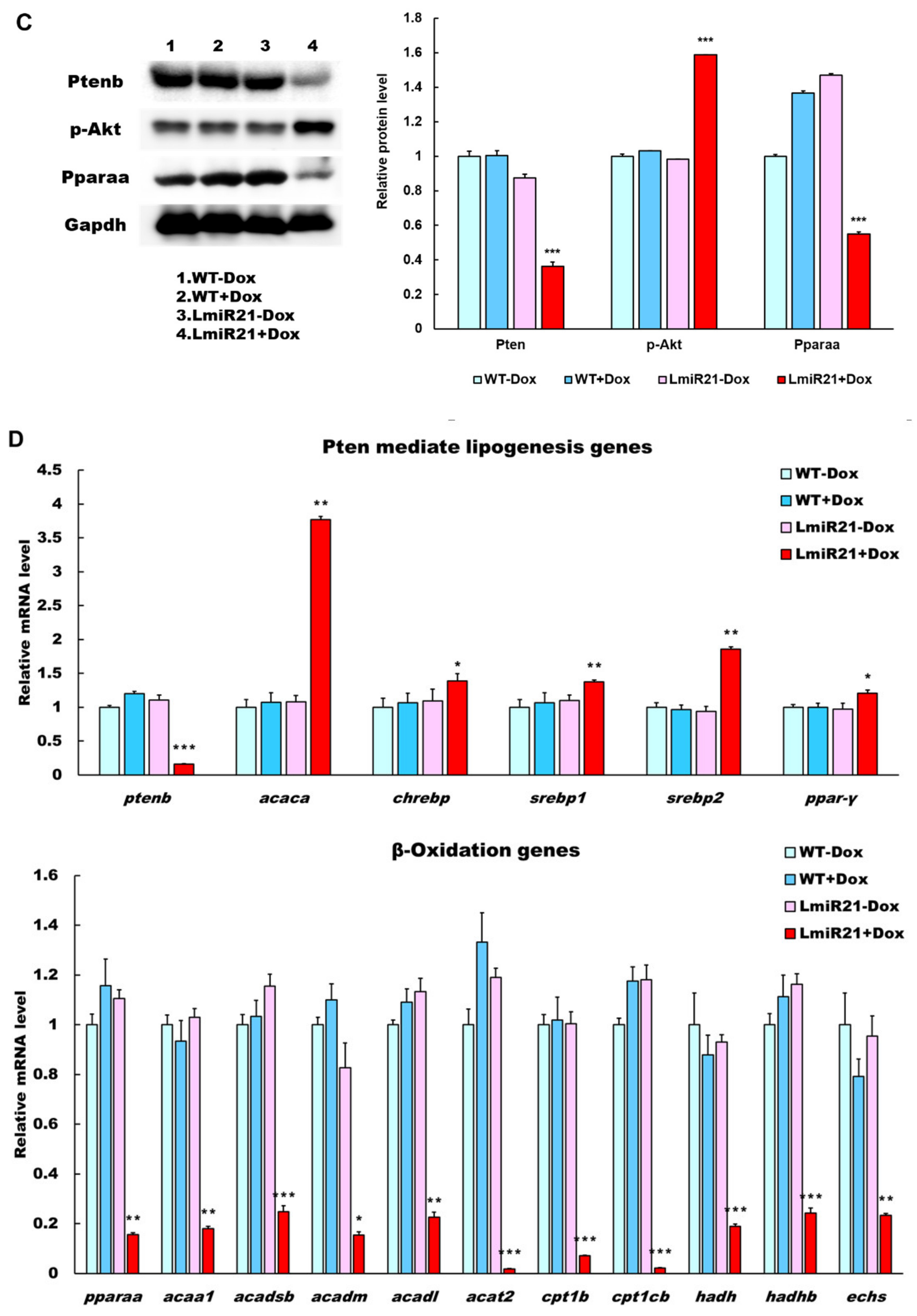 Cancers 13 00940 g003b
