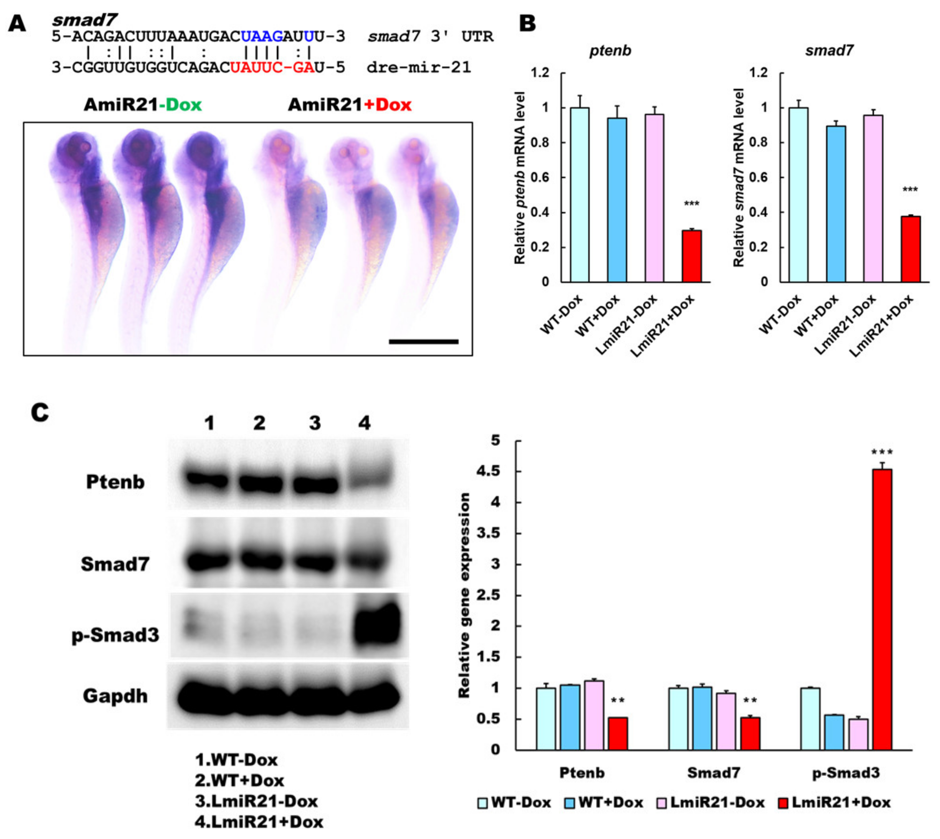 Cancers 13 00940 g005a