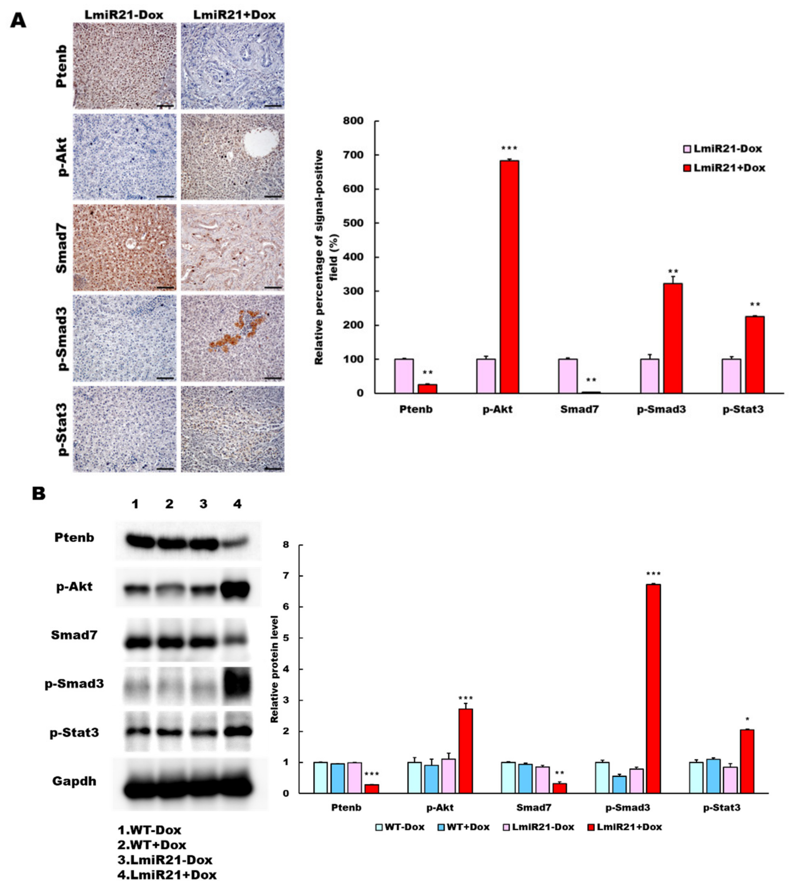 Cancers 13 00940 g008a