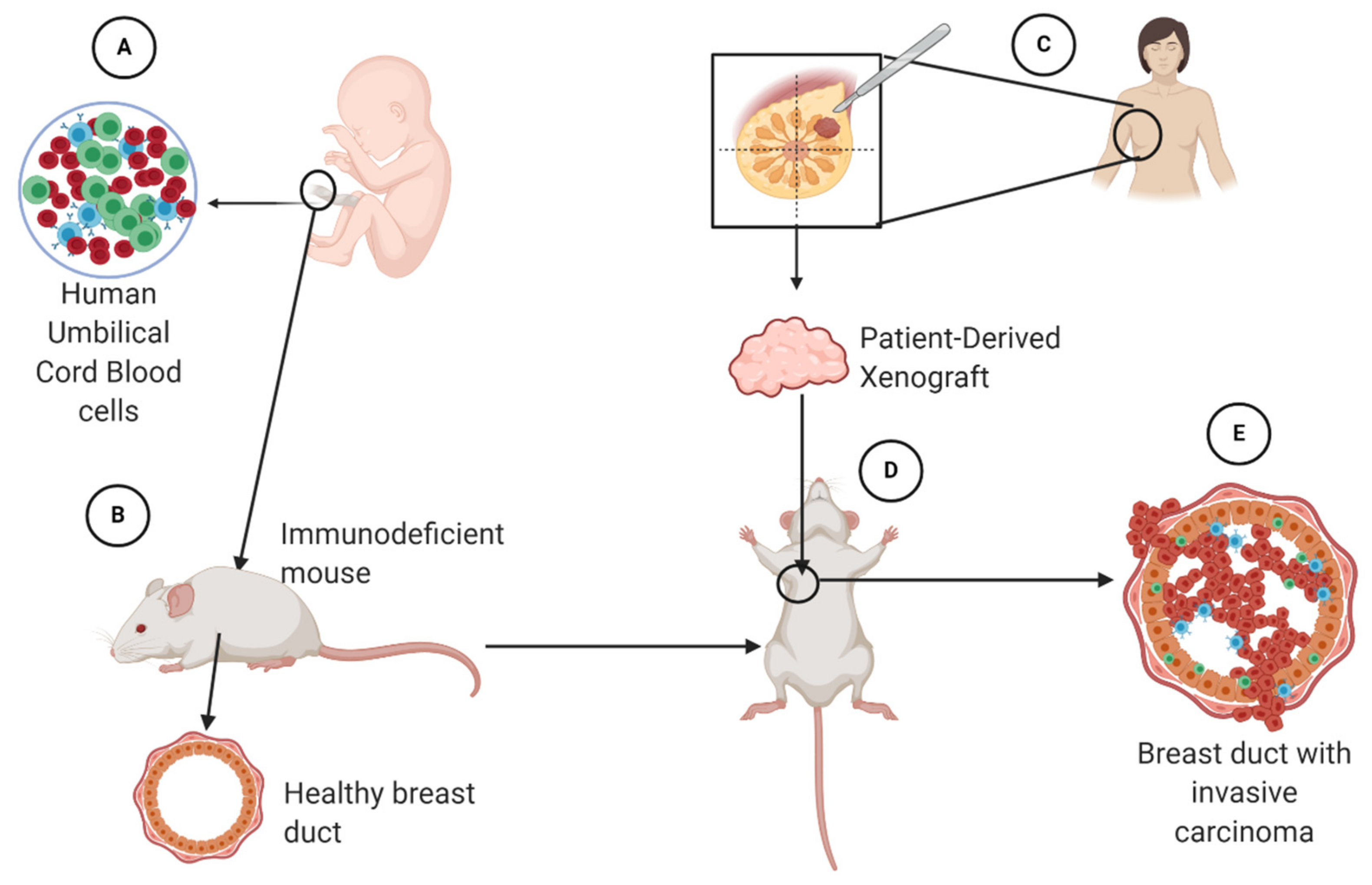 Cancers 13 00942 g006