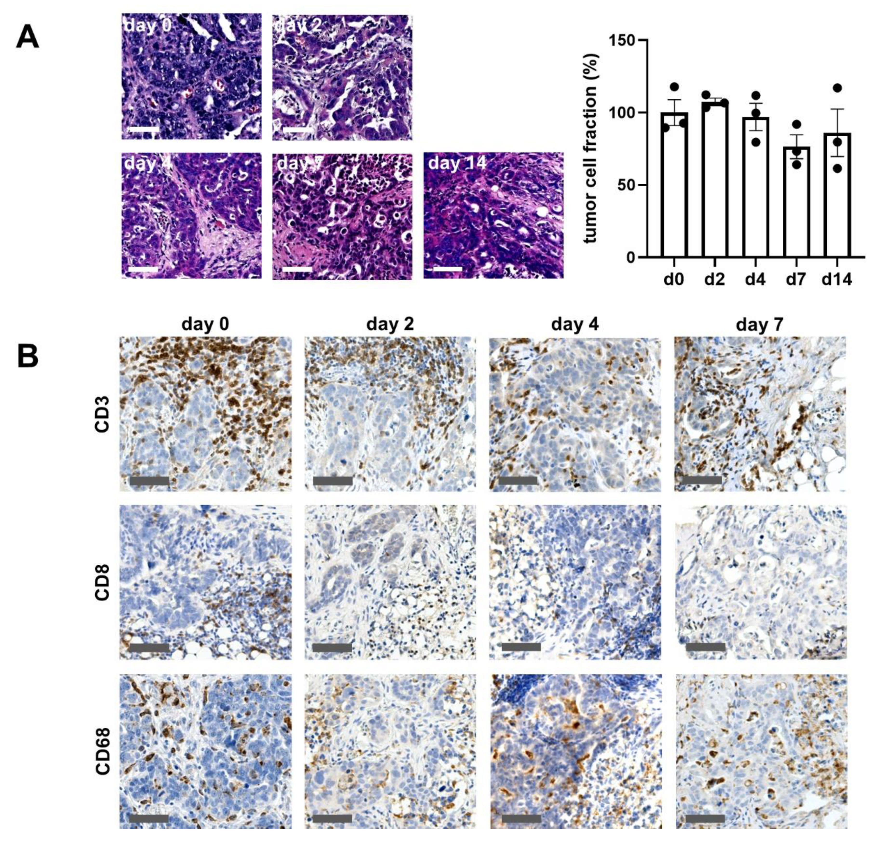 Cancers 13 00956 g001