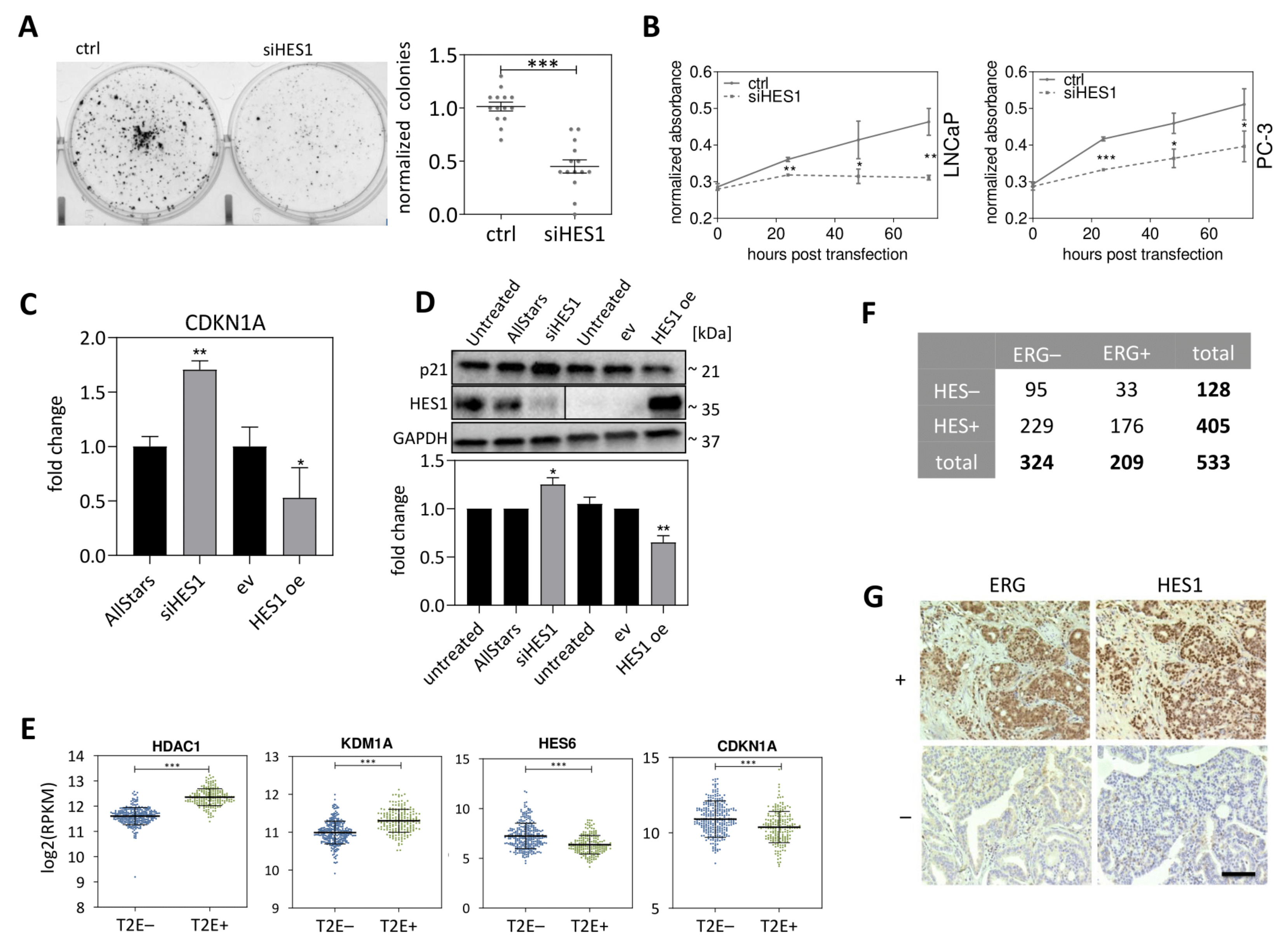 Cancers 13 00964 g007