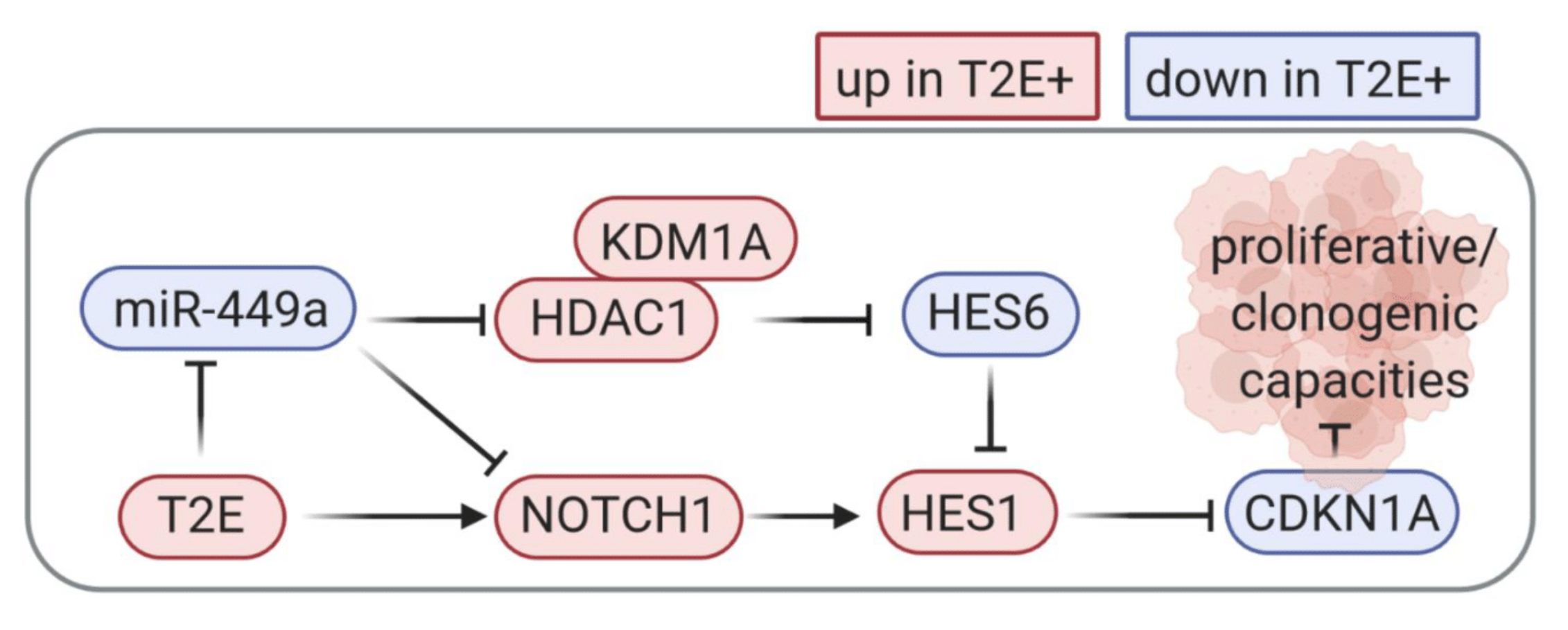 Cancers 13 00964 g008
