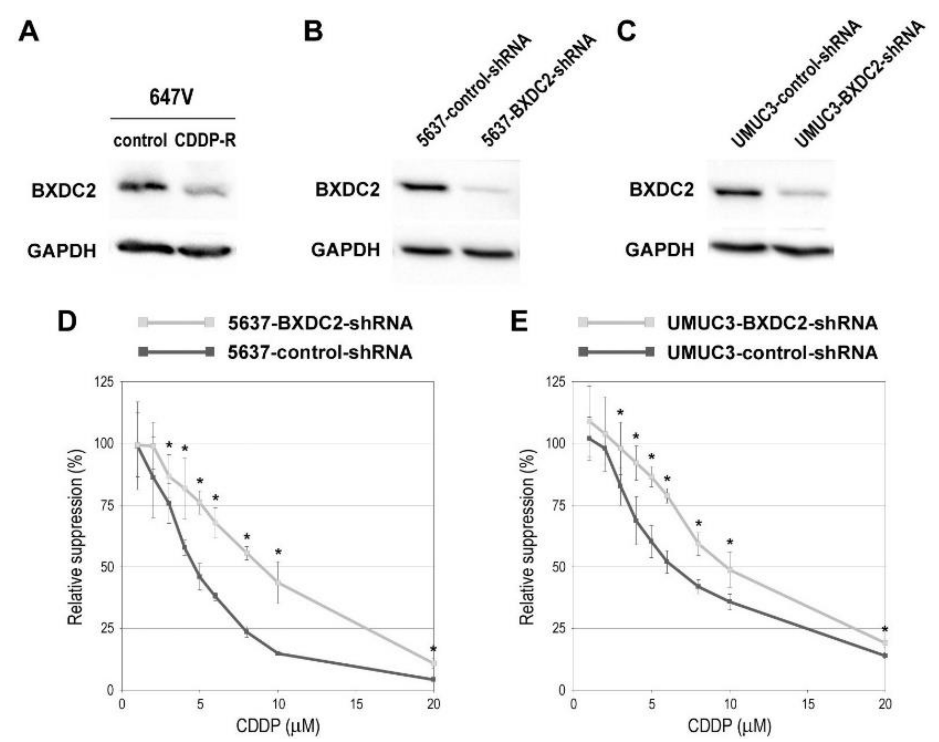 Cancers 13 00975 g002