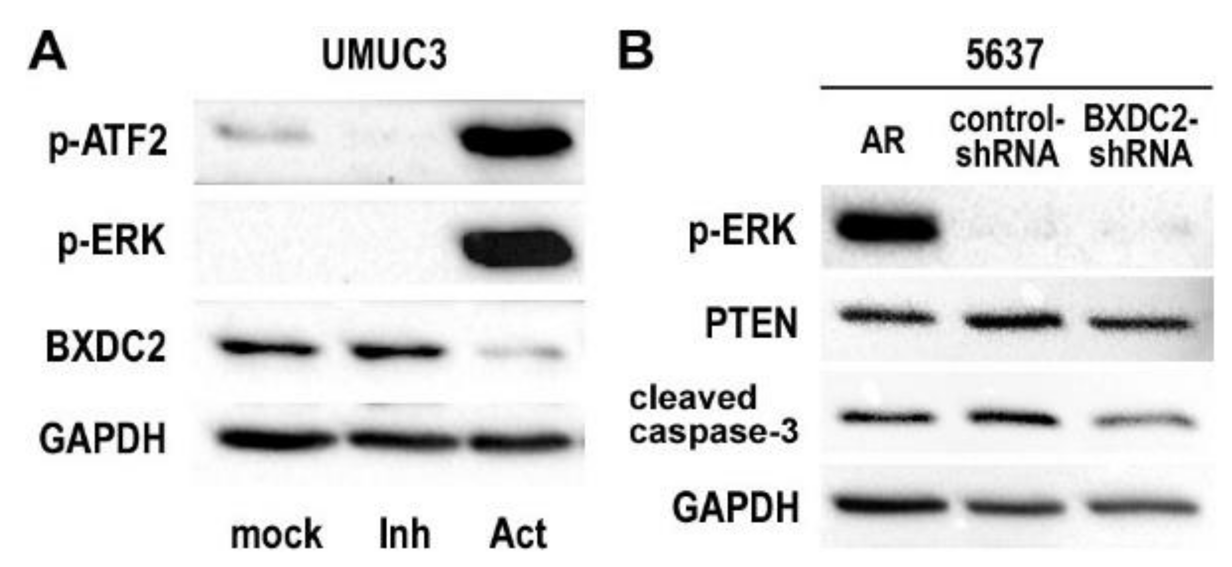 Cancers 13 00975 g005