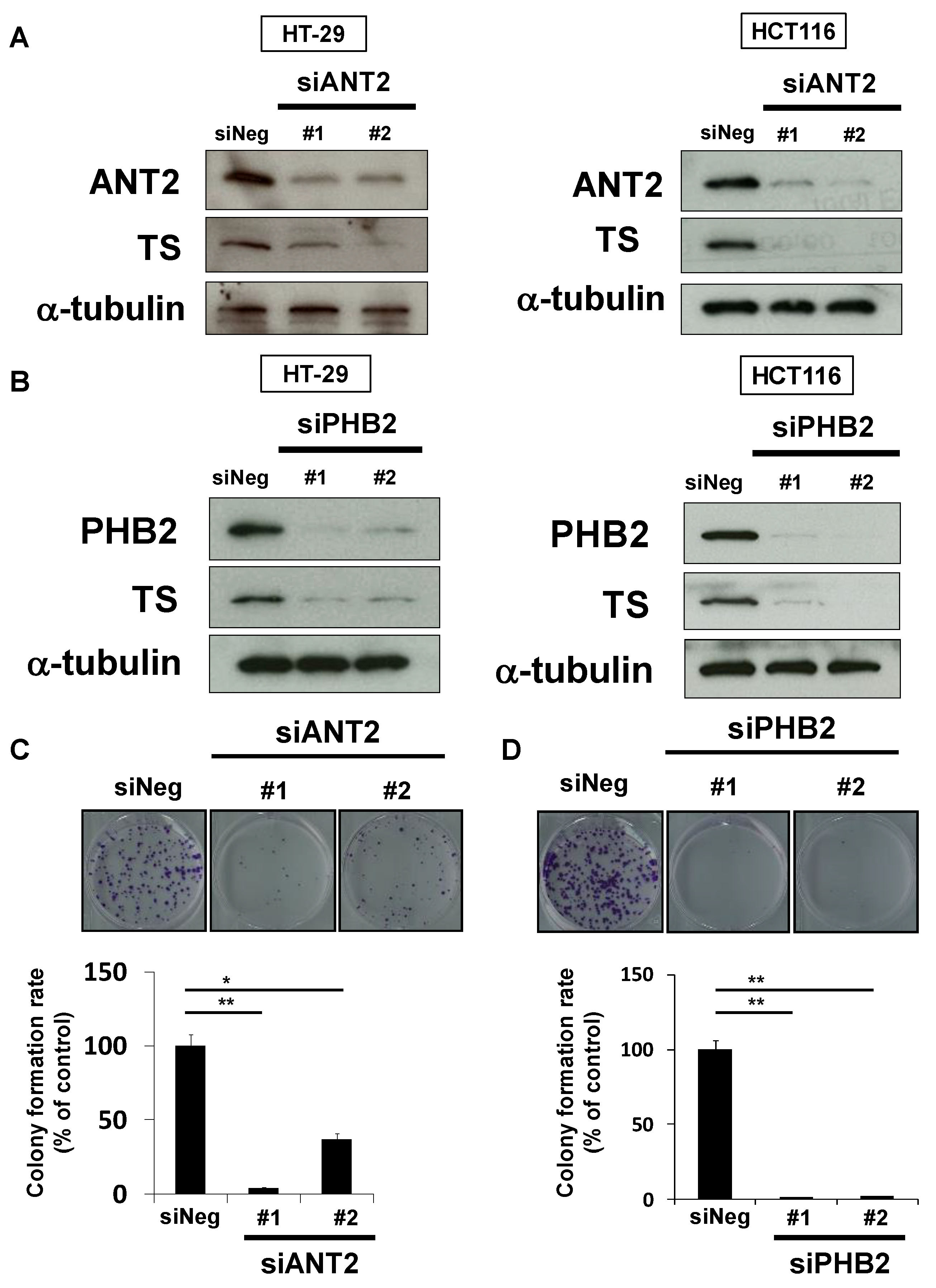 Cancers 13 00982 g005 Cancers 13 00982 g005