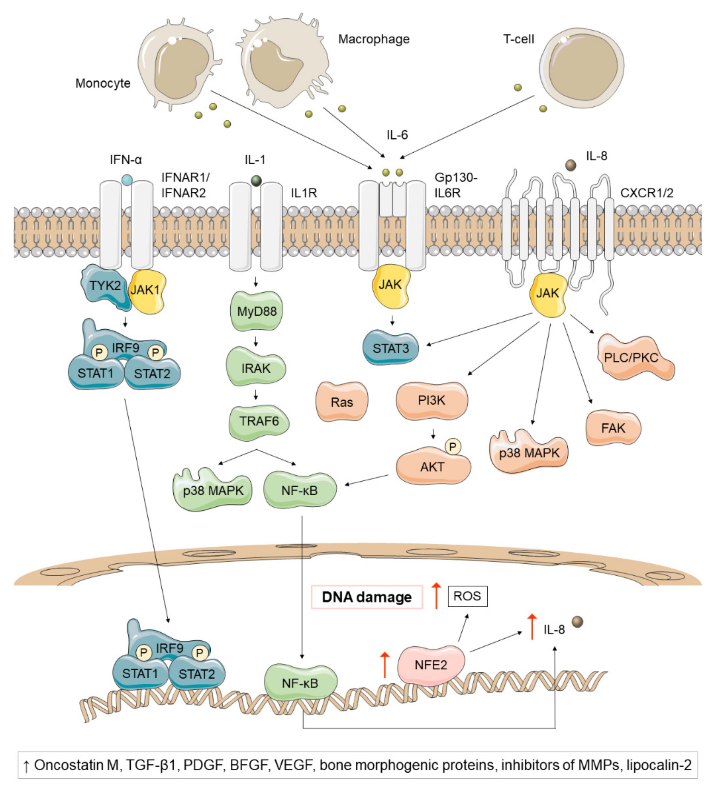 Cancers 13 00984 g004 Cancers 13 00984 g004