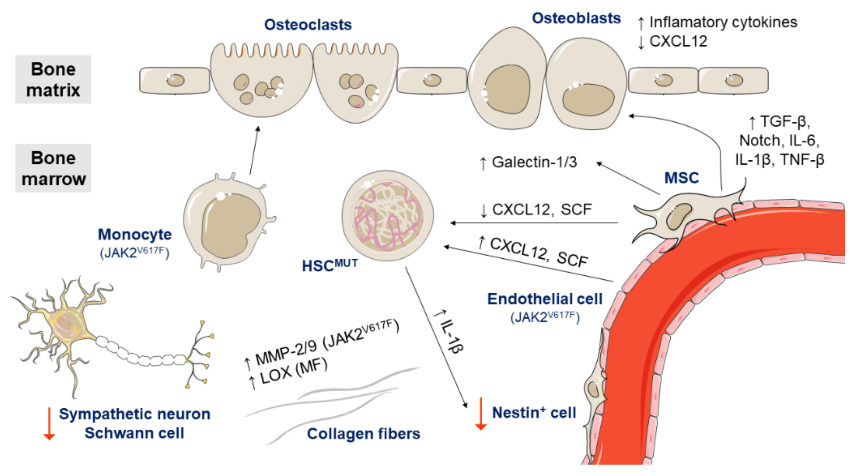 Cancers 13 00984 g005 Cancers 13 00984 g005