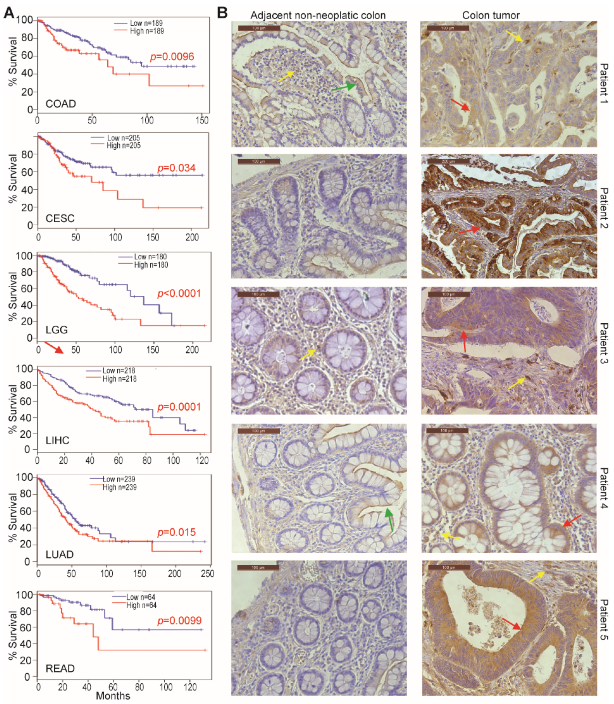 Cancers 13 01006 g001