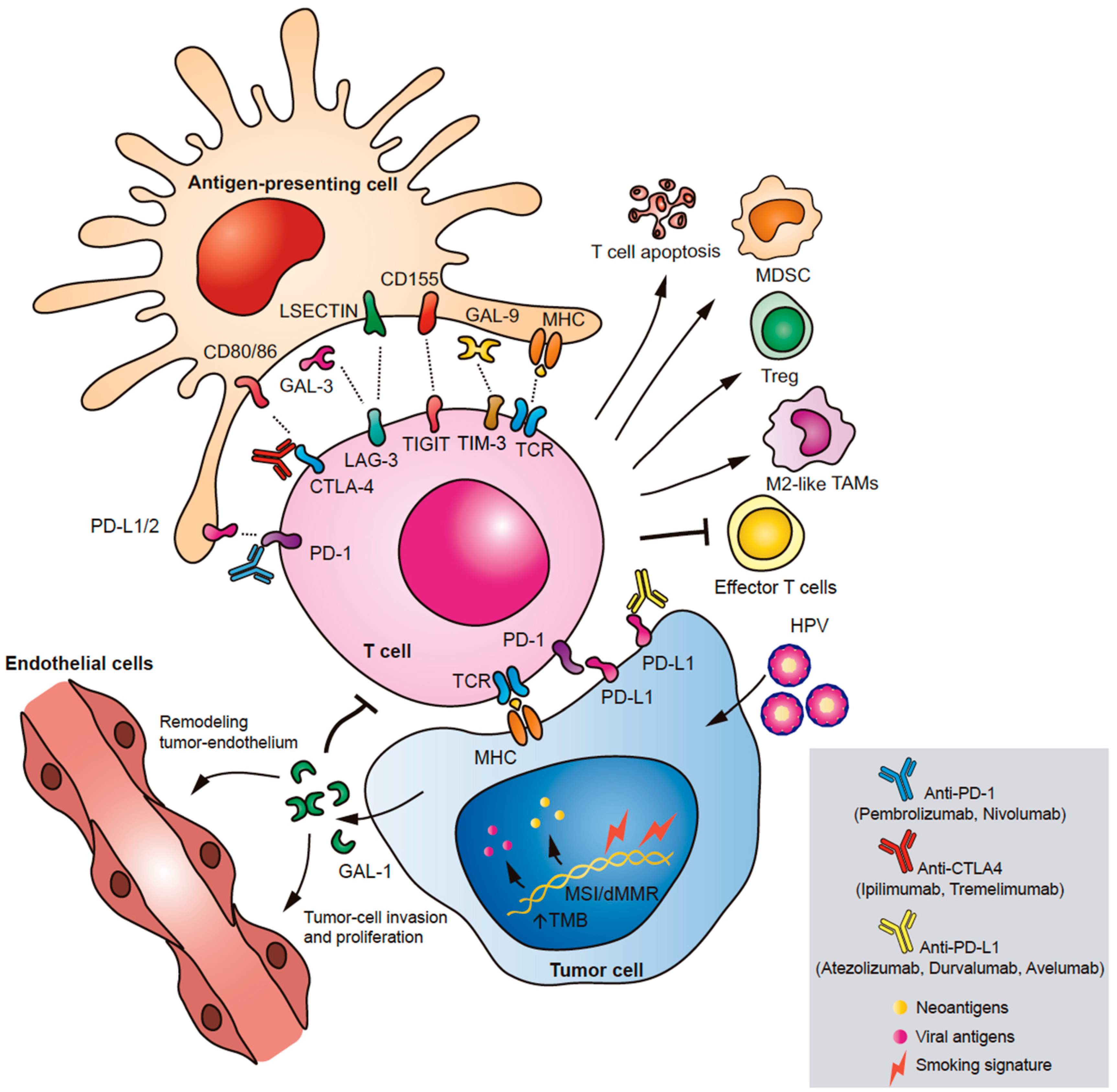 Cancers 13 01018 g001
