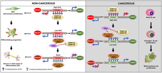 Cancers 13 01025 g009