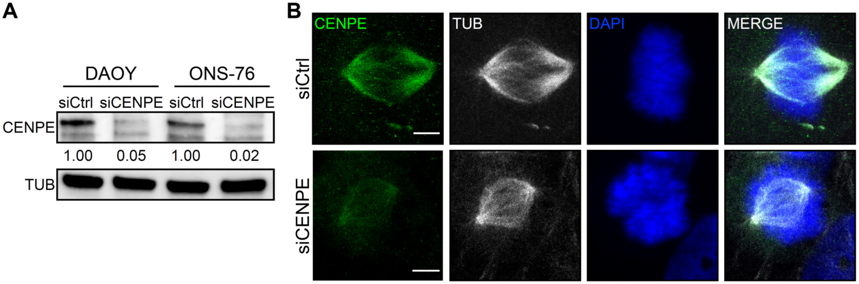 Cancers 13 01028 g002a