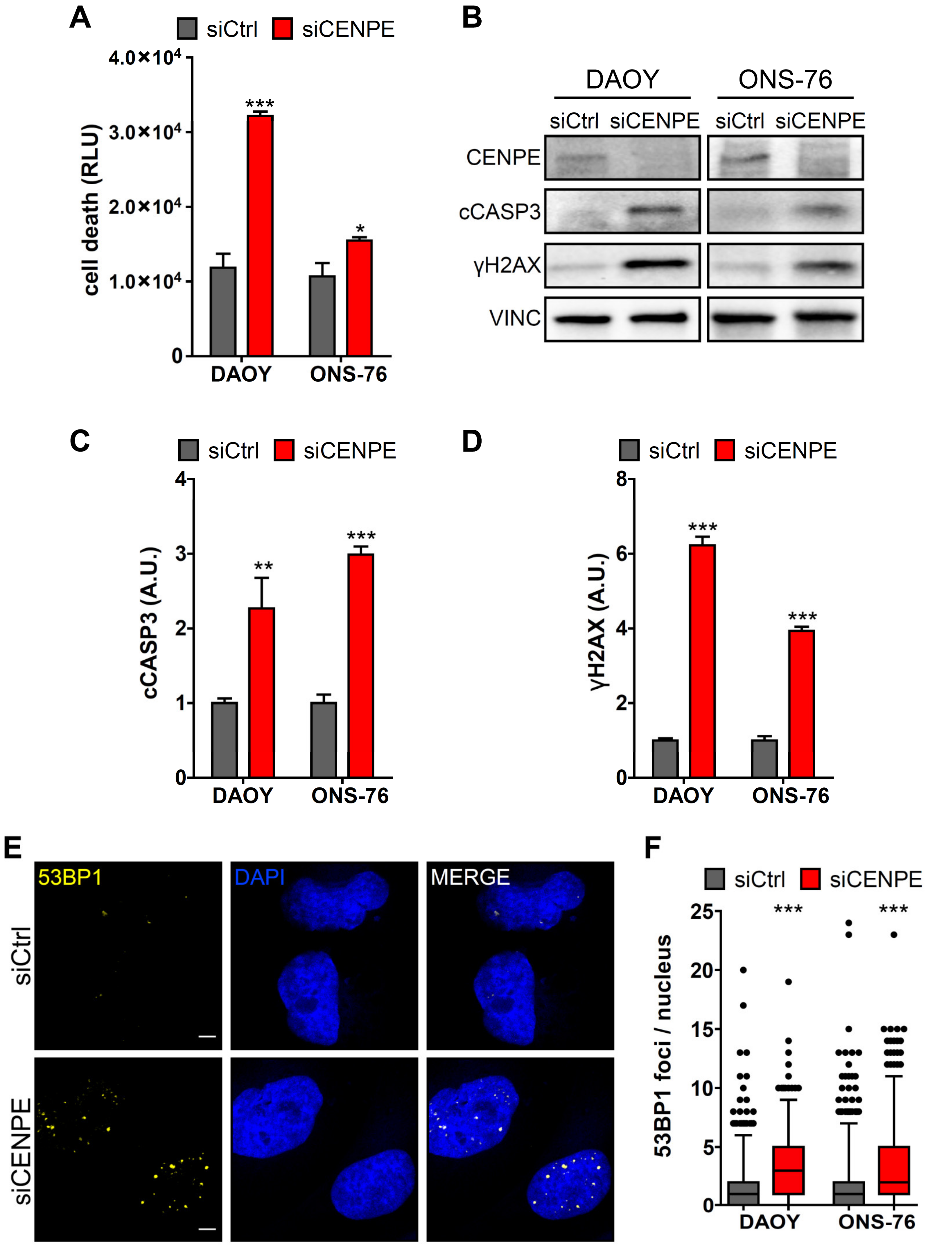 Cancers 13 01028 g003