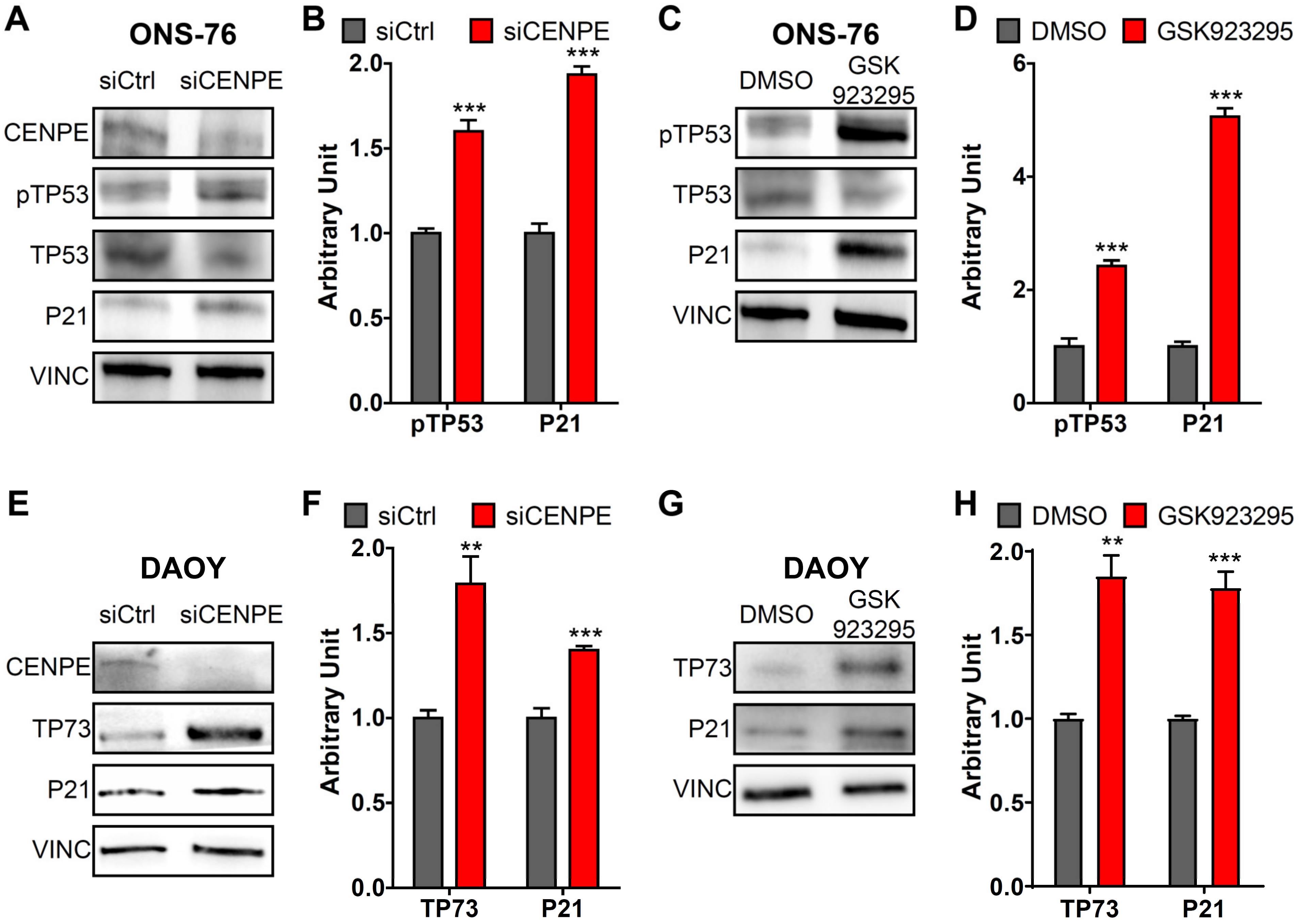 Cancers 13 01028 g007