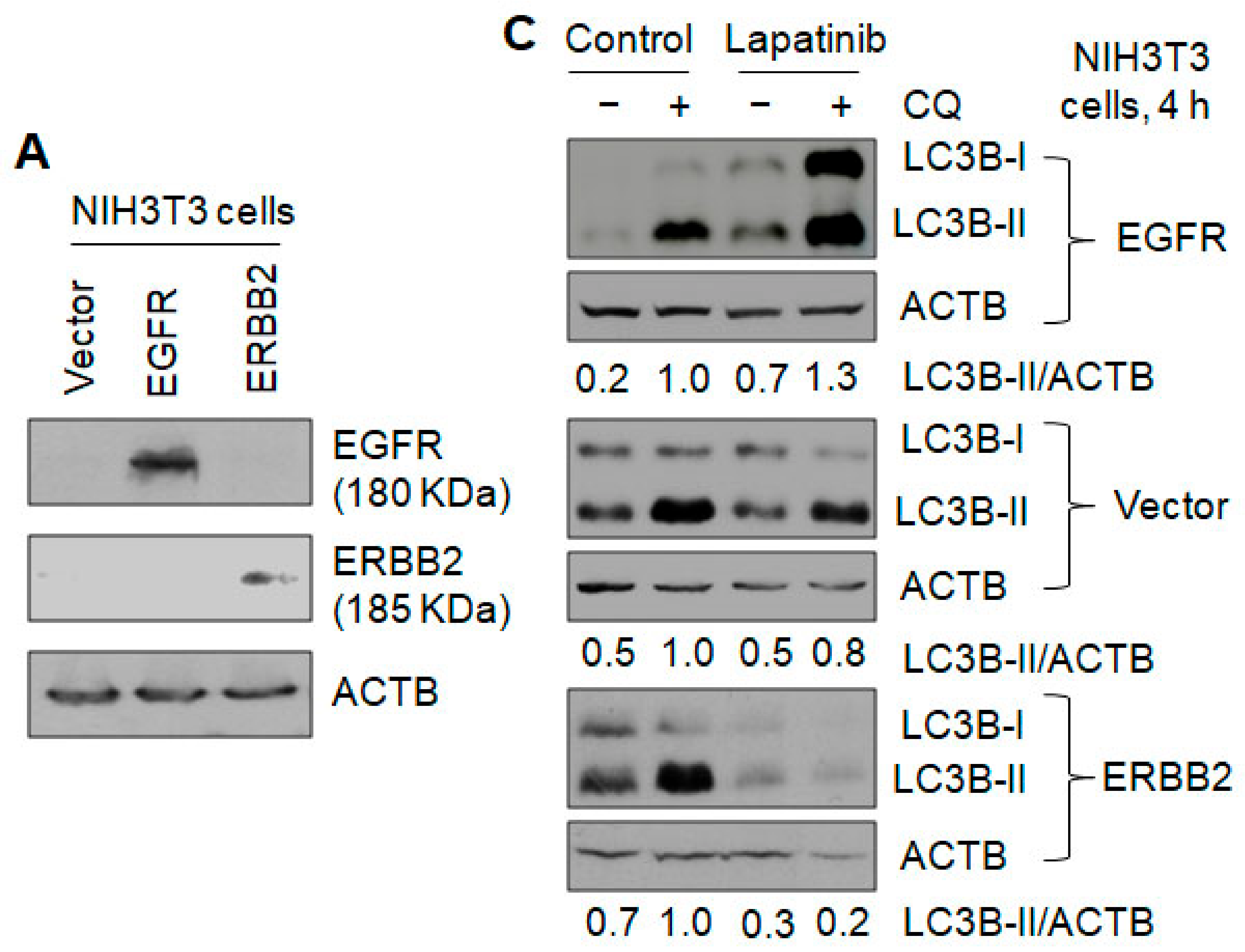 Cancers 13 01038 g003a