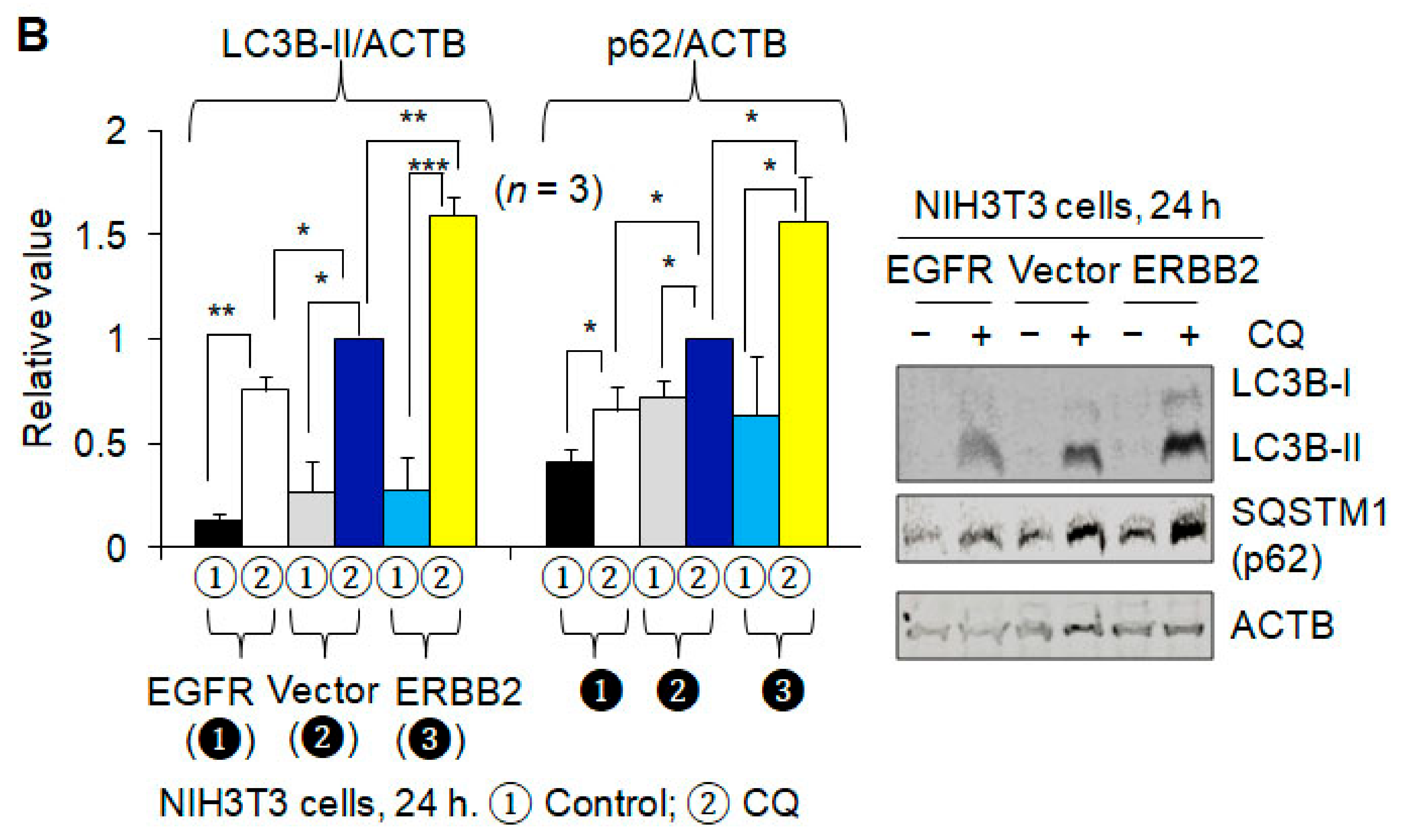 Cancers 13 01038 g003b