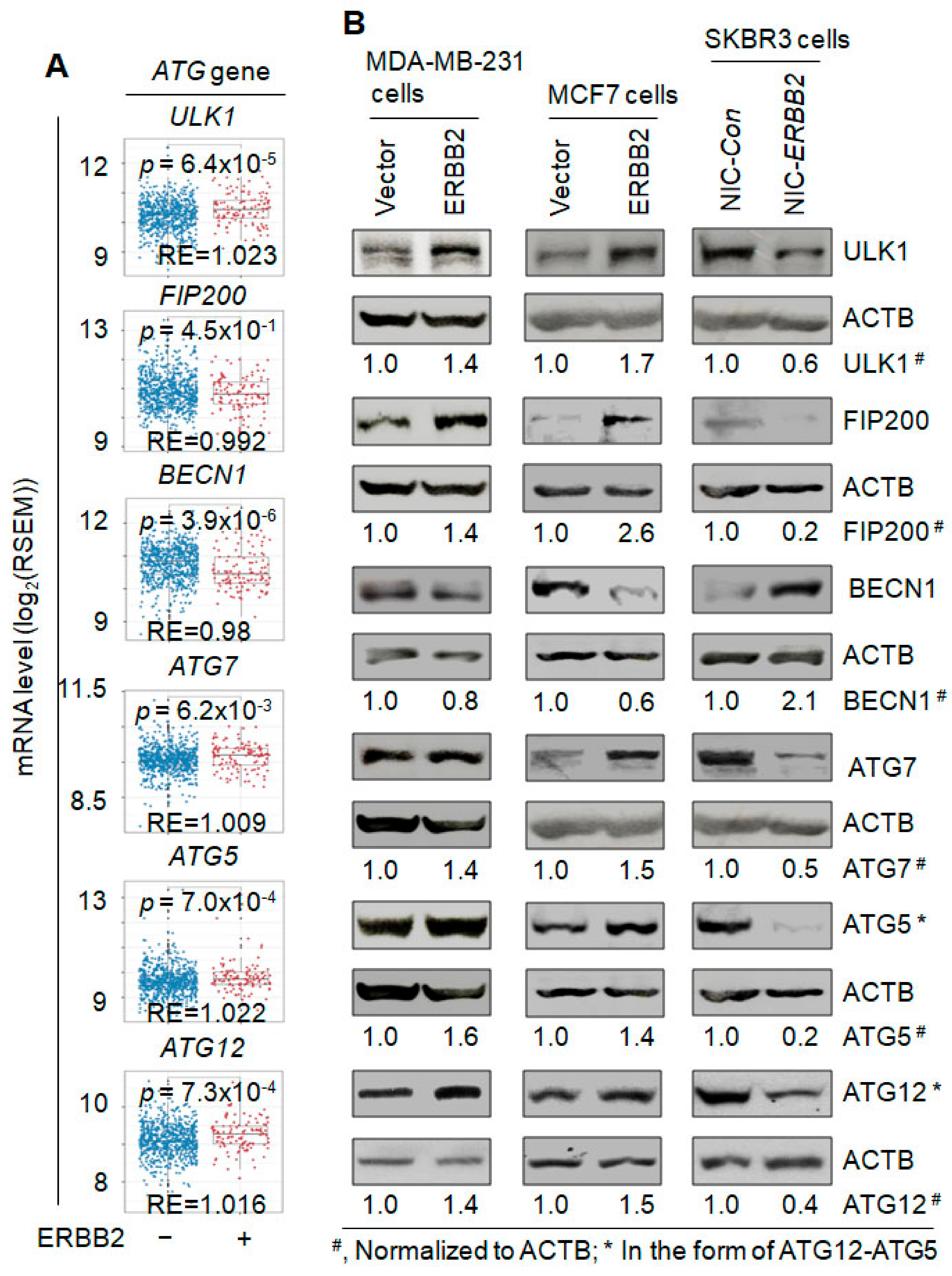 Cancers 13 01038 g004