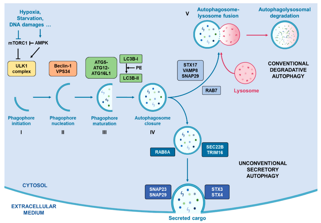Cancers 13 01039 g001