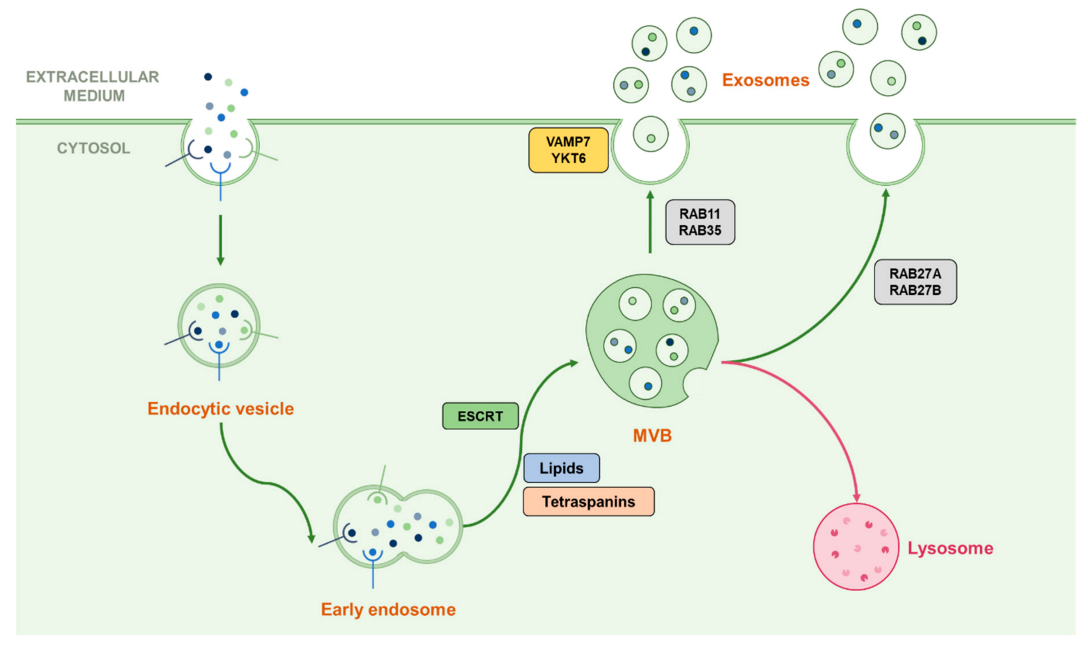 Cancers 13 01039 g002