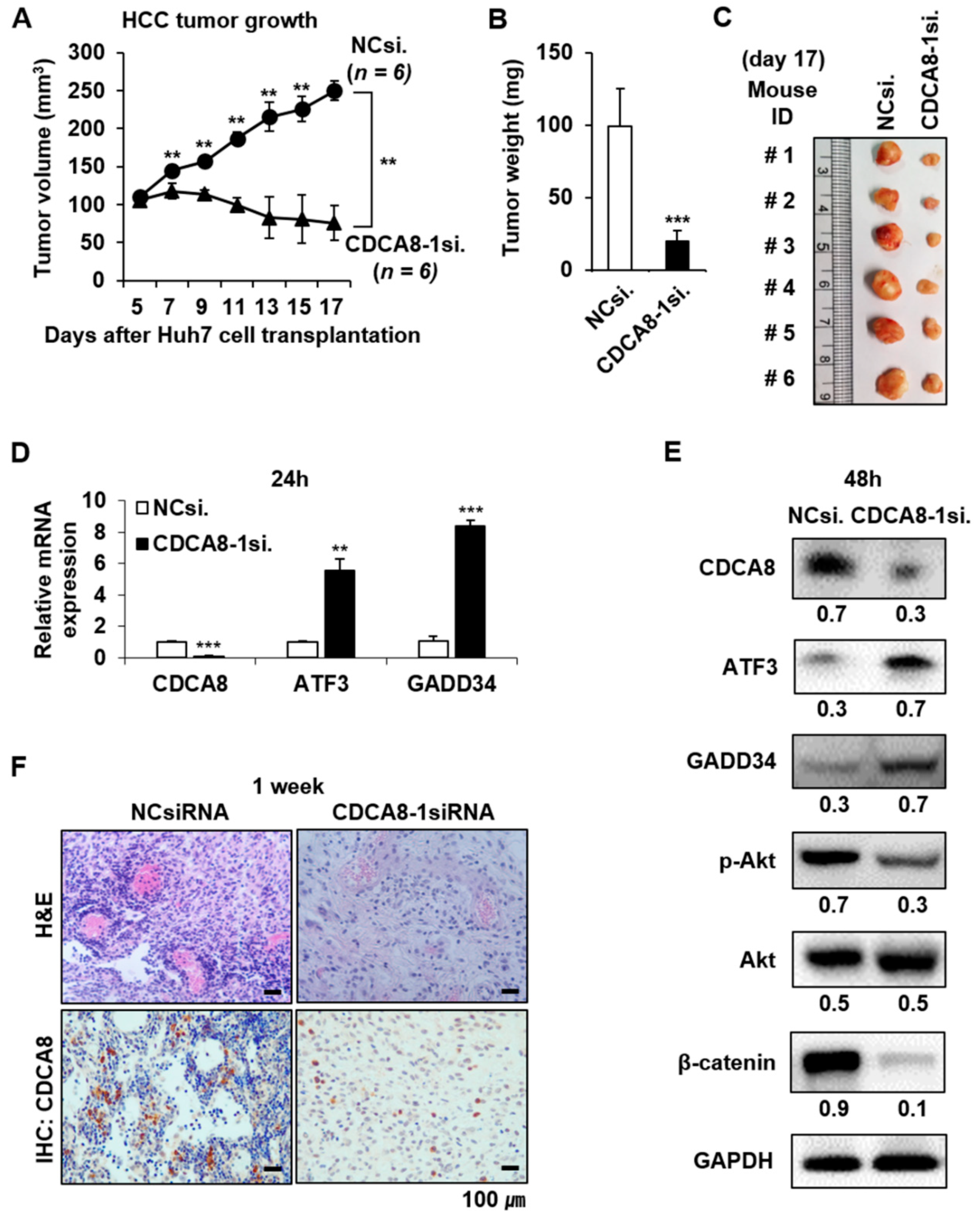 Cancers 13 01055 g009 Cancers 13 01055 g009