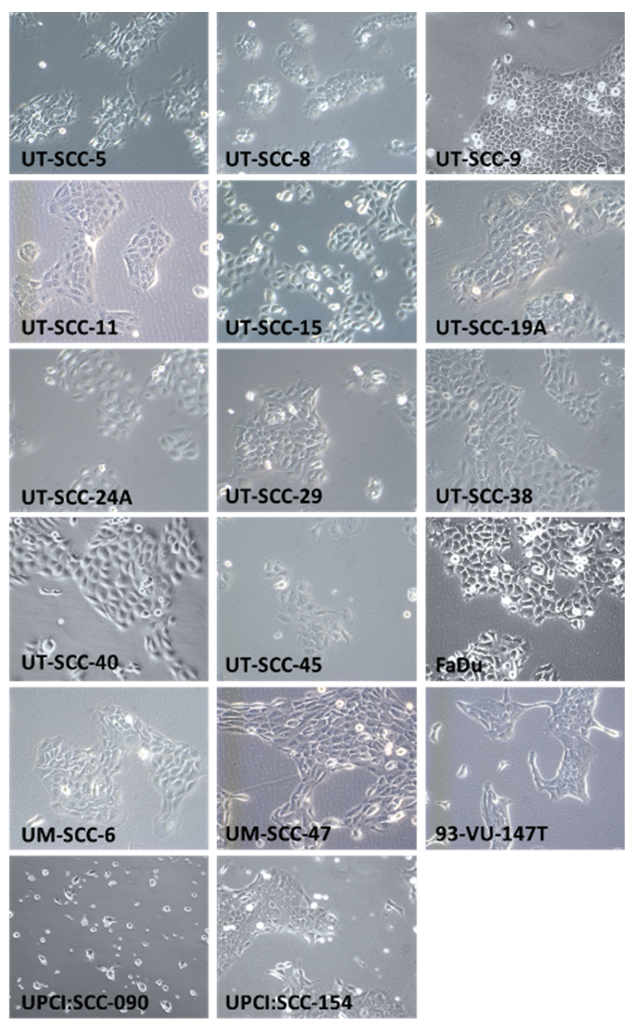 Cancers 13 01069 g001