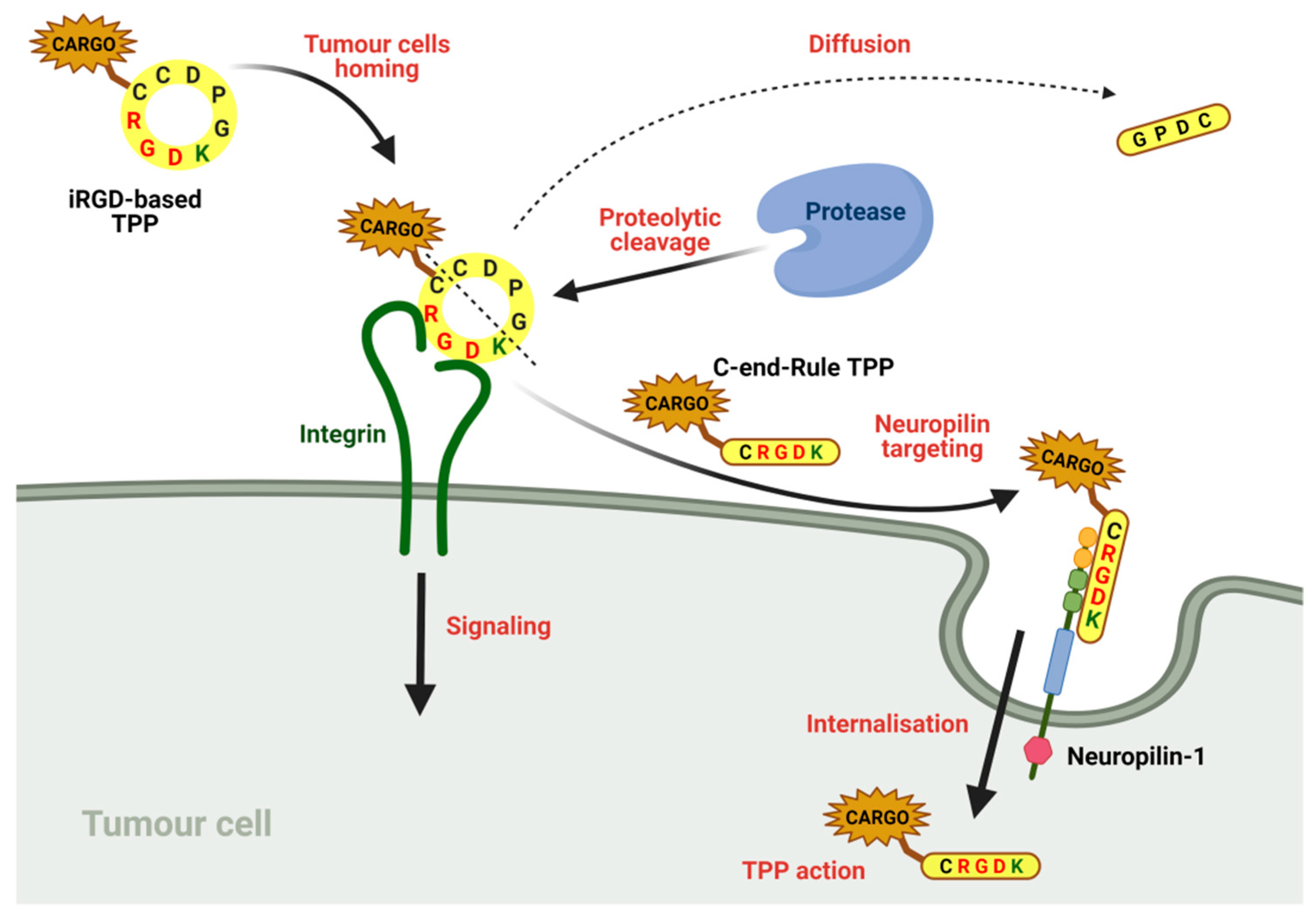 Cancers 13 01072 g008