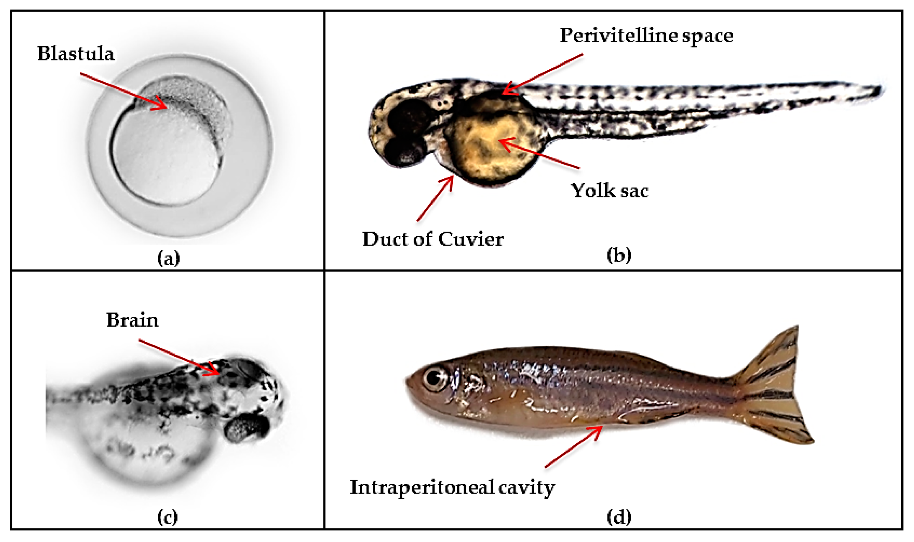 Cancers 13 01087 g003