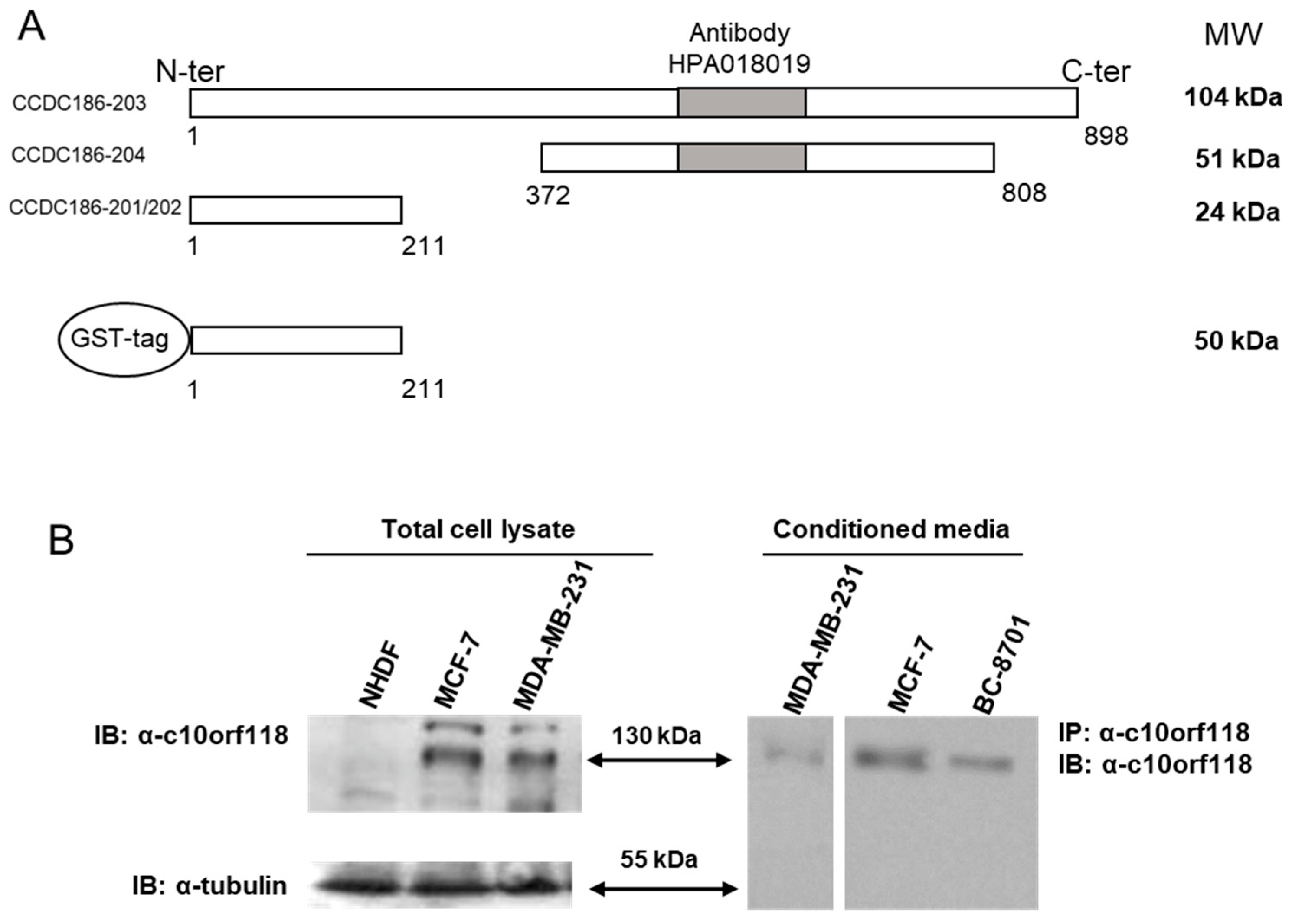 Cancers 13 01105 g002