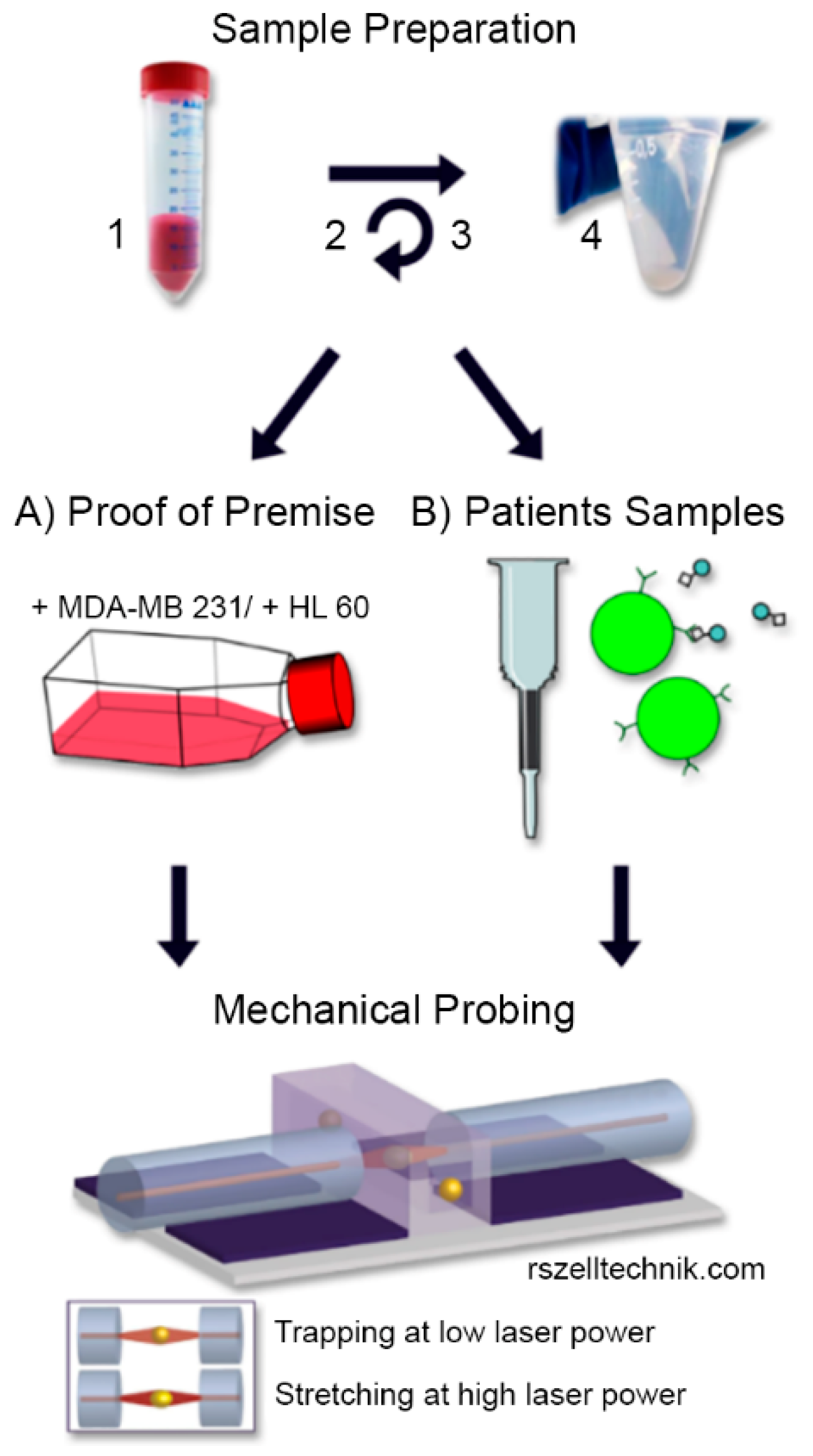 Cancers 13 01119 g001 Cancers 13 01119 g001