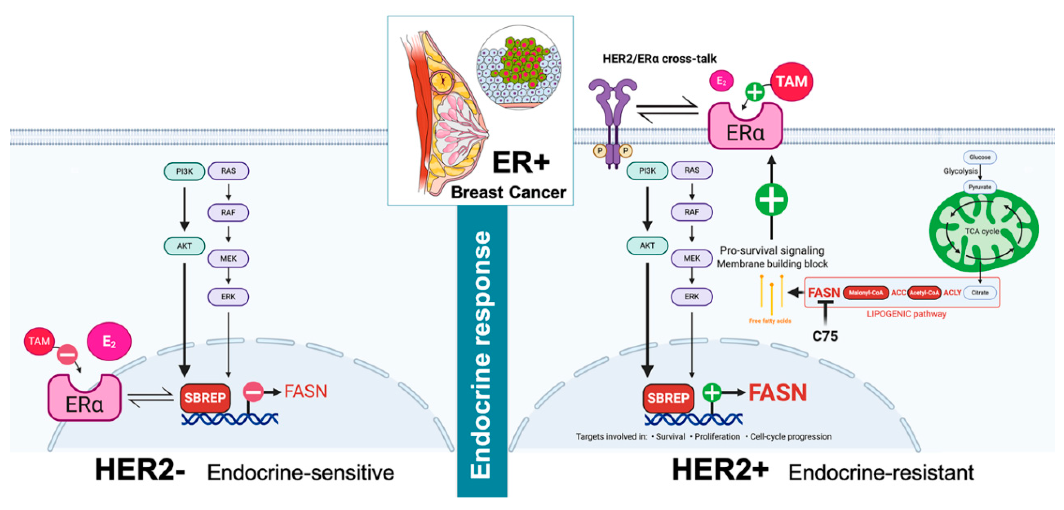 Cancers 13 01132 g008