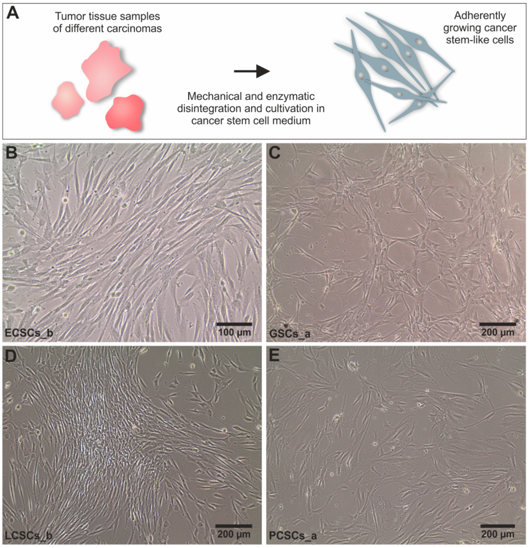 Cancers 13 01136 g001 Cancers 13 01136 g001